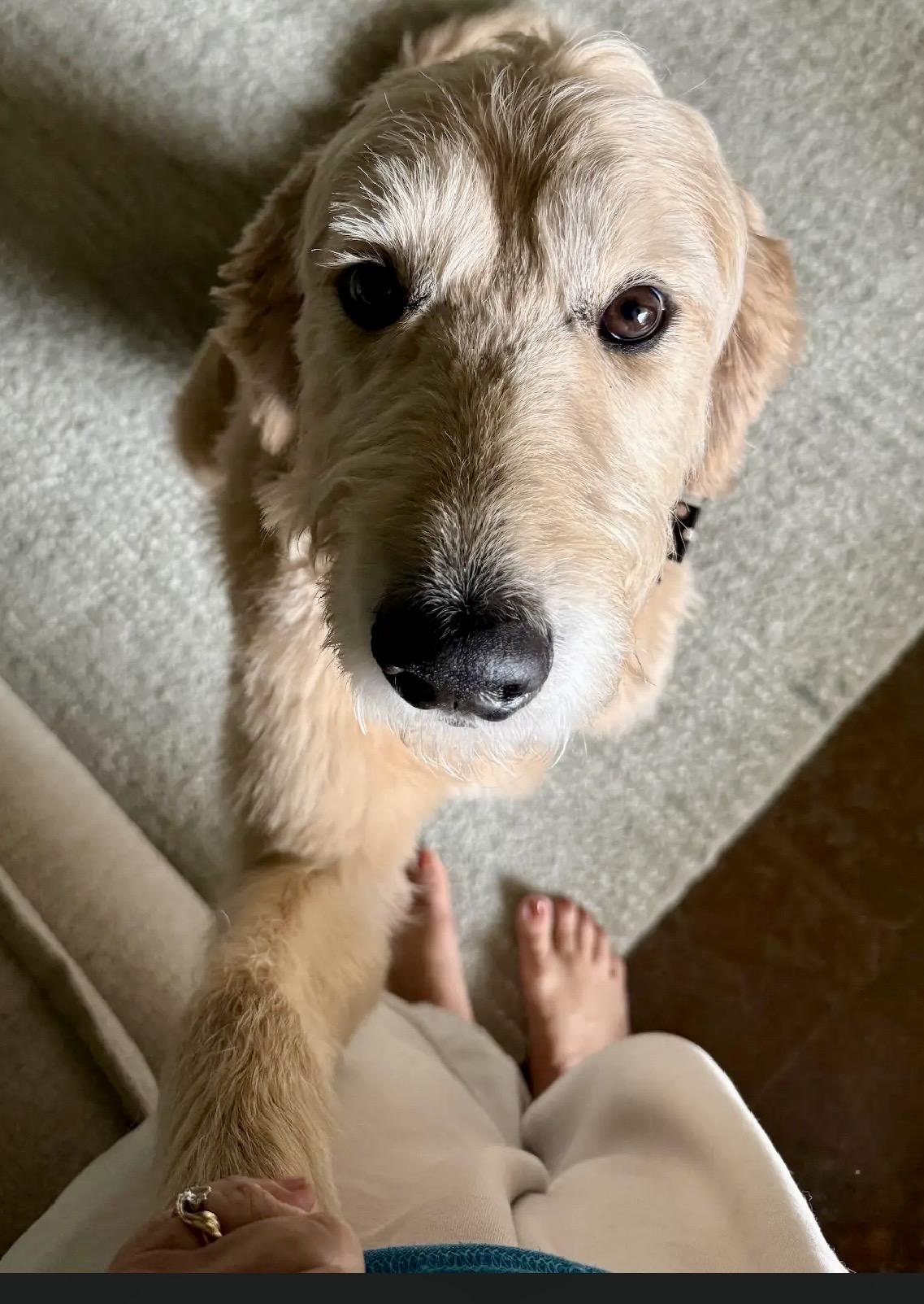 Enlarge Charlie, a Adoptable Goldendoodle in Dallas, TX image 5/6
