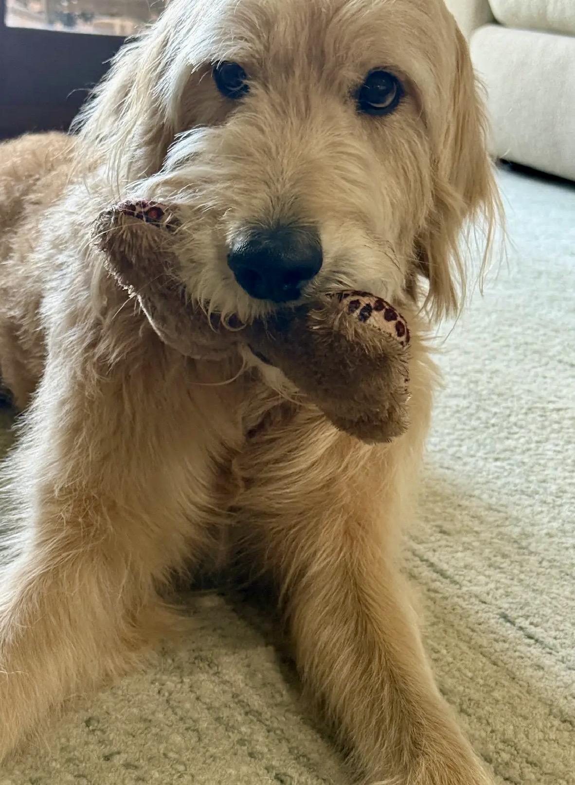 Enlarge Charlie, a Adoptable Goldendoodle in Dallas, TX image 4/6