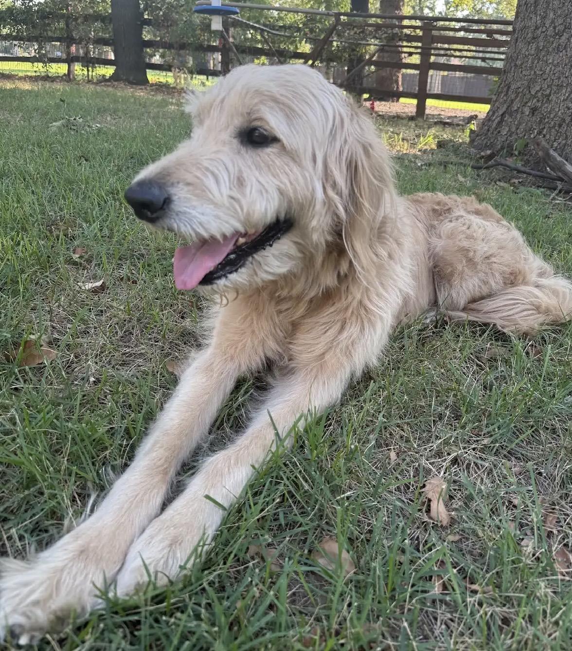 Enlarge Charlie, a Adoptable Goldendoodle in Dallas, TX image 2/6
