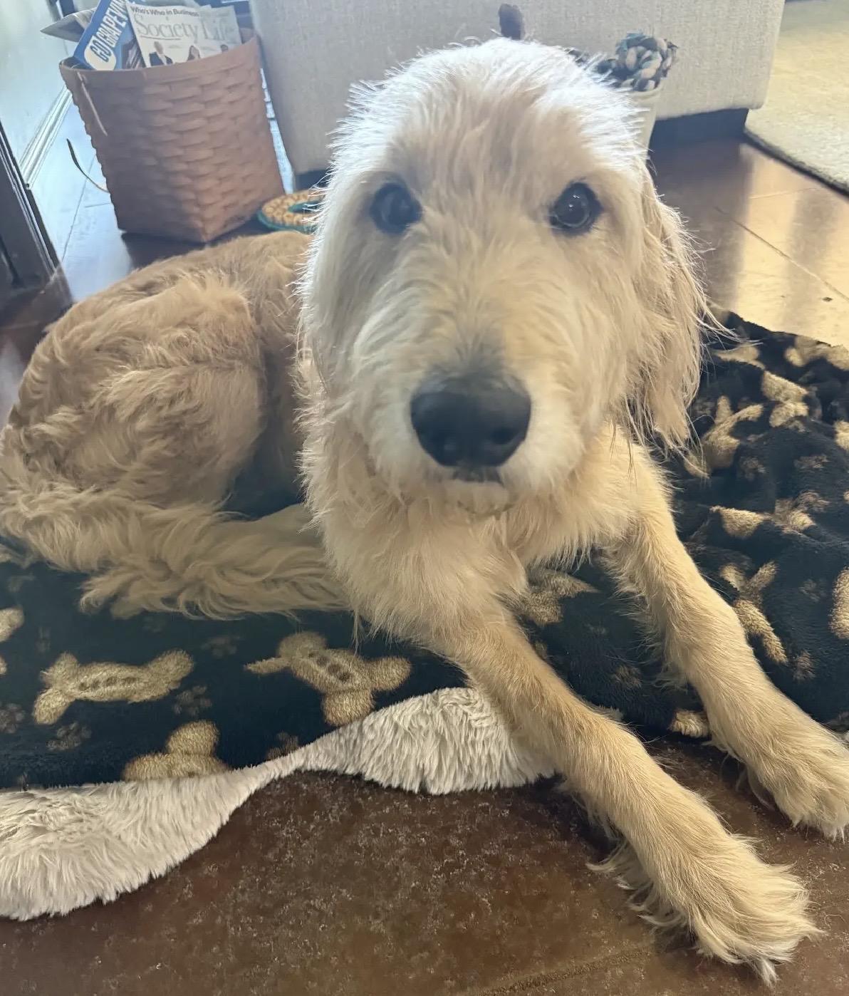 Enlarge Charlie, a Adoptable Goldendoodle in Dallas, TX image 3/6