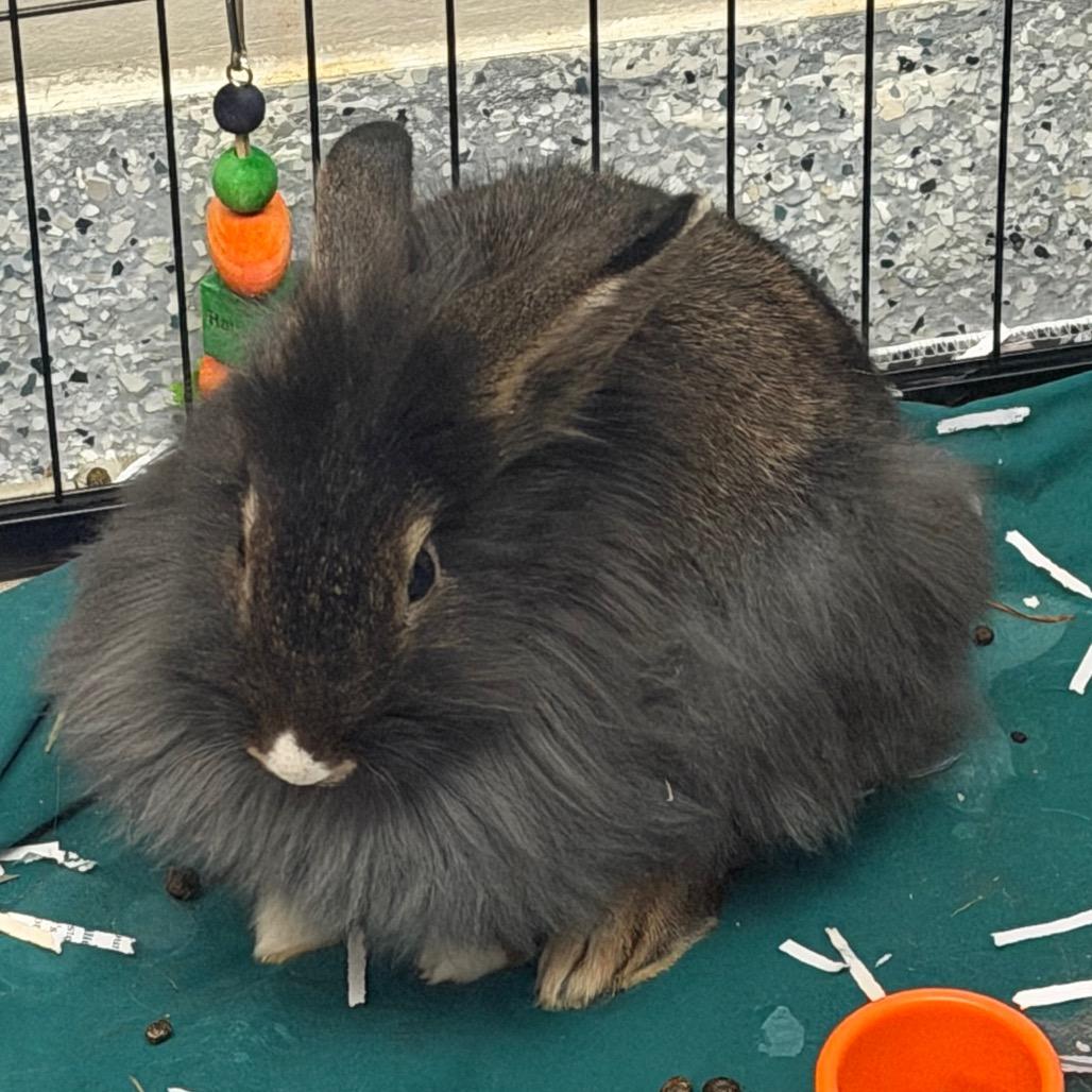Fluff, Adoptable, Young Female Lionhead & Rex.