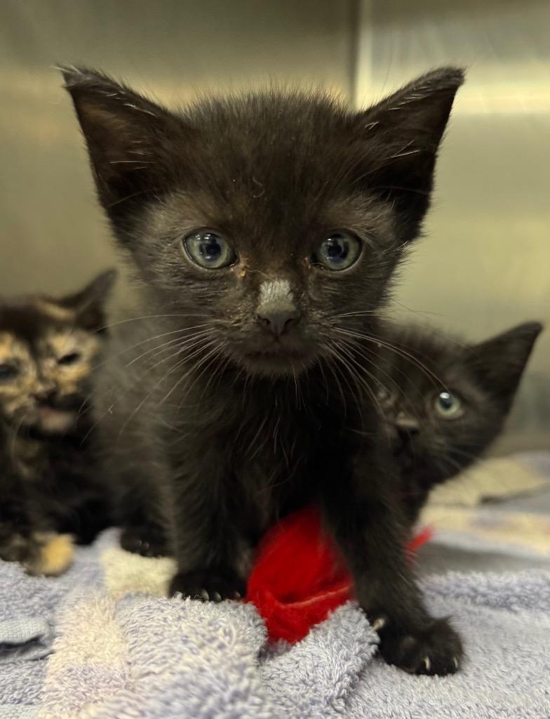 Xavier, Adoptable, Young Male Domestic Short Hair.