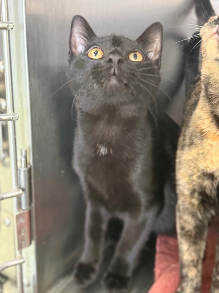 Enlarge Xavier, a Adoptable mixed breed in Danielsville, GA image 2/2