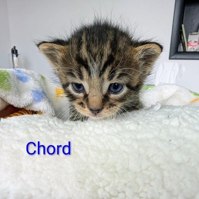 Chord, Adoptable, Kitten Male Domestic Short Hair.