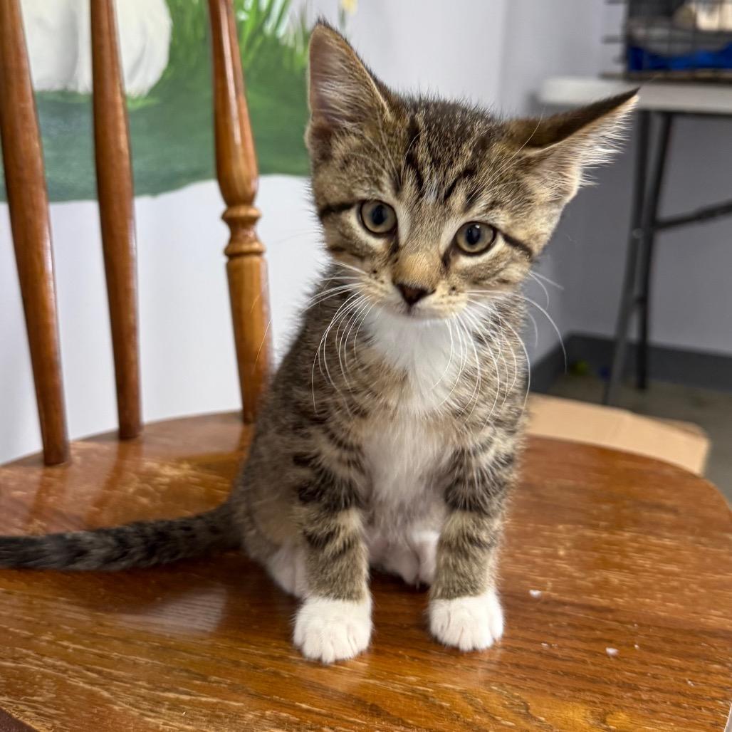 Chord, a Adoptable Domestic Short Hair in Archbold , OH image 2/2