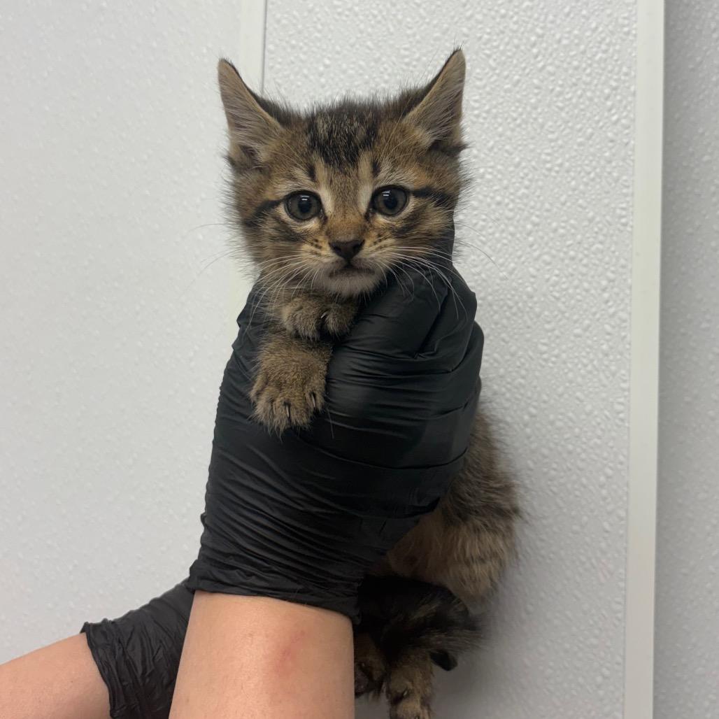 Squiggle, Adoptable, Kitten Male Domestic Short Hair.