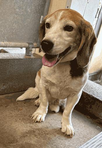 Ringo, a ADOPTABLE Beagle in West Decatur, PA image 3/4