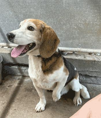 Ringo, ADOPTABLE, Adult Male Beagle.