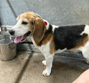 Ringo, a ADOPTABLE Beagle in West Decatur, PA image 4/4