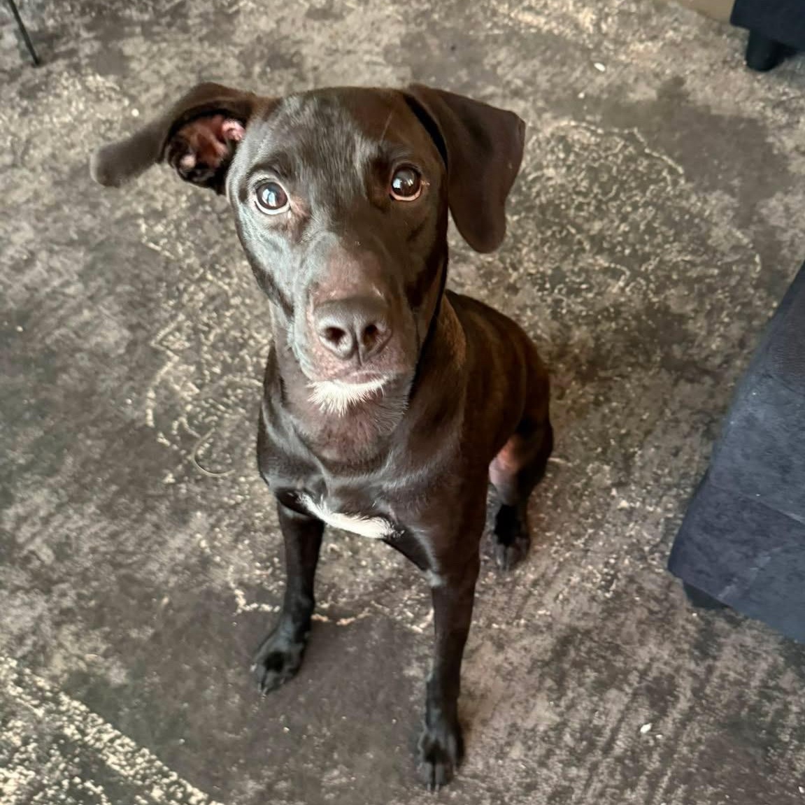 Magnus, Adoptable, Adult Male Labrador Retriever & Hound.