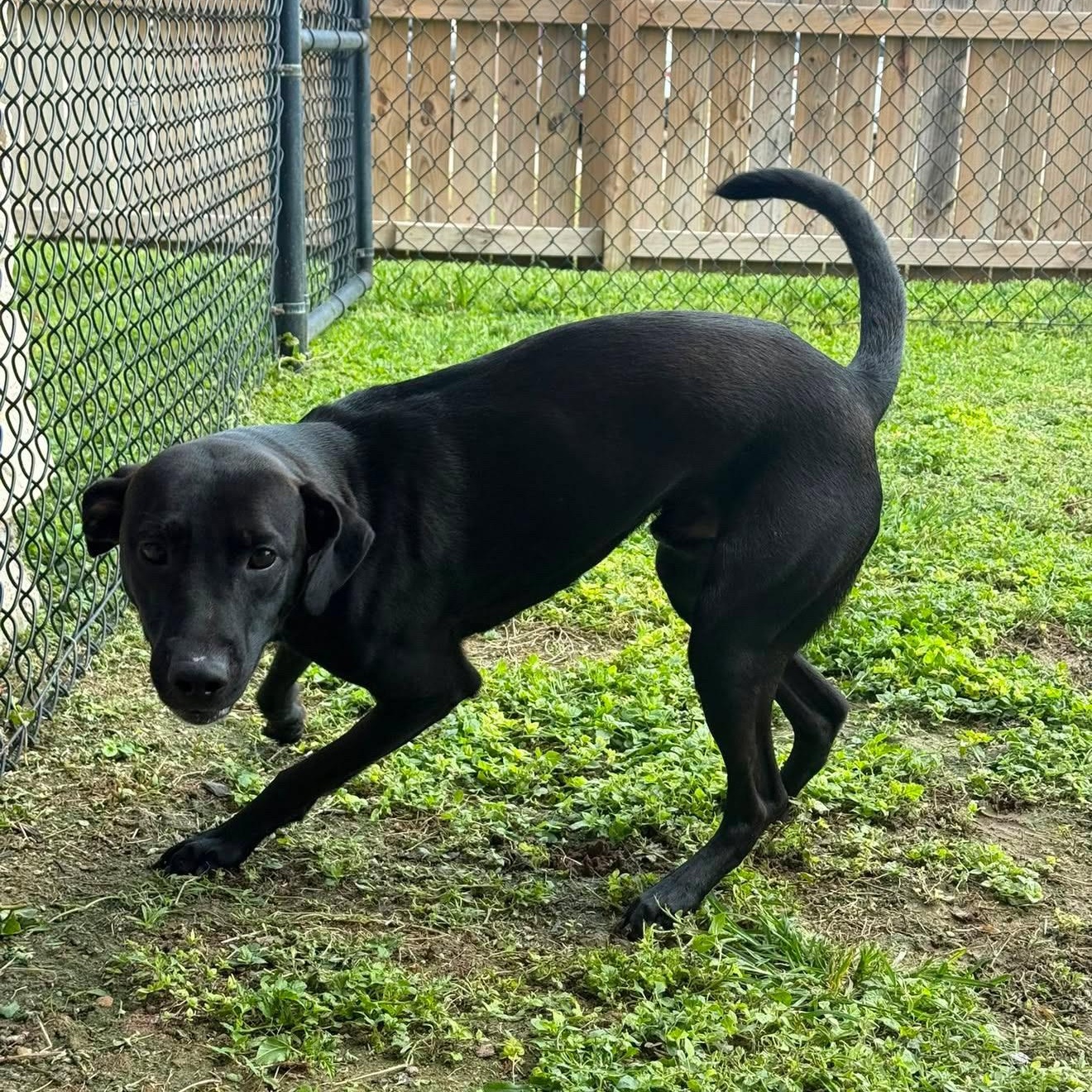 Enlarge Magnus, a Adoptable mixed breed in Tacoma, WA image 4/6
