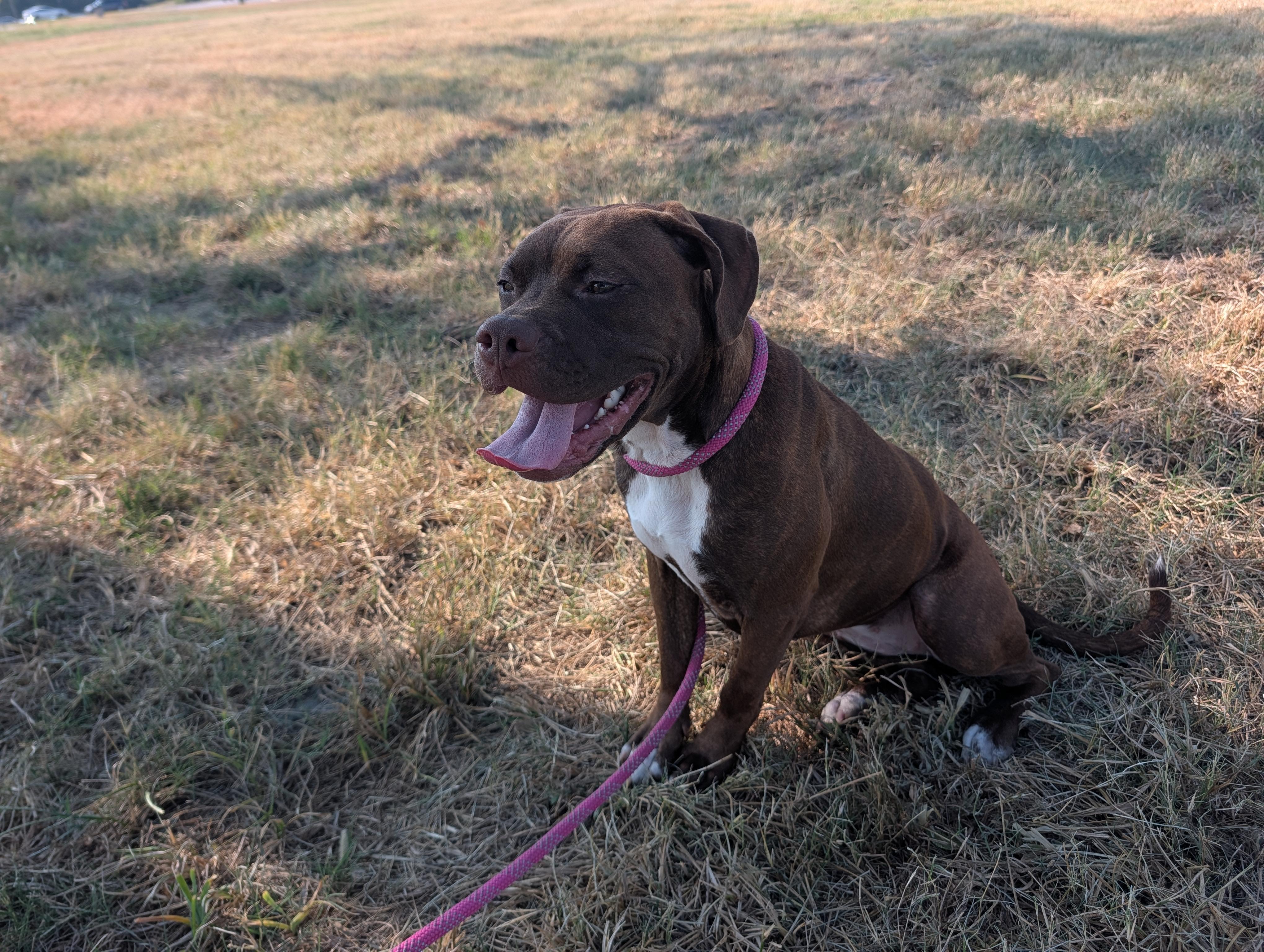 Enlarge Carmel, a Adoptable mixed breed in Lewisburg, TN image 3/4