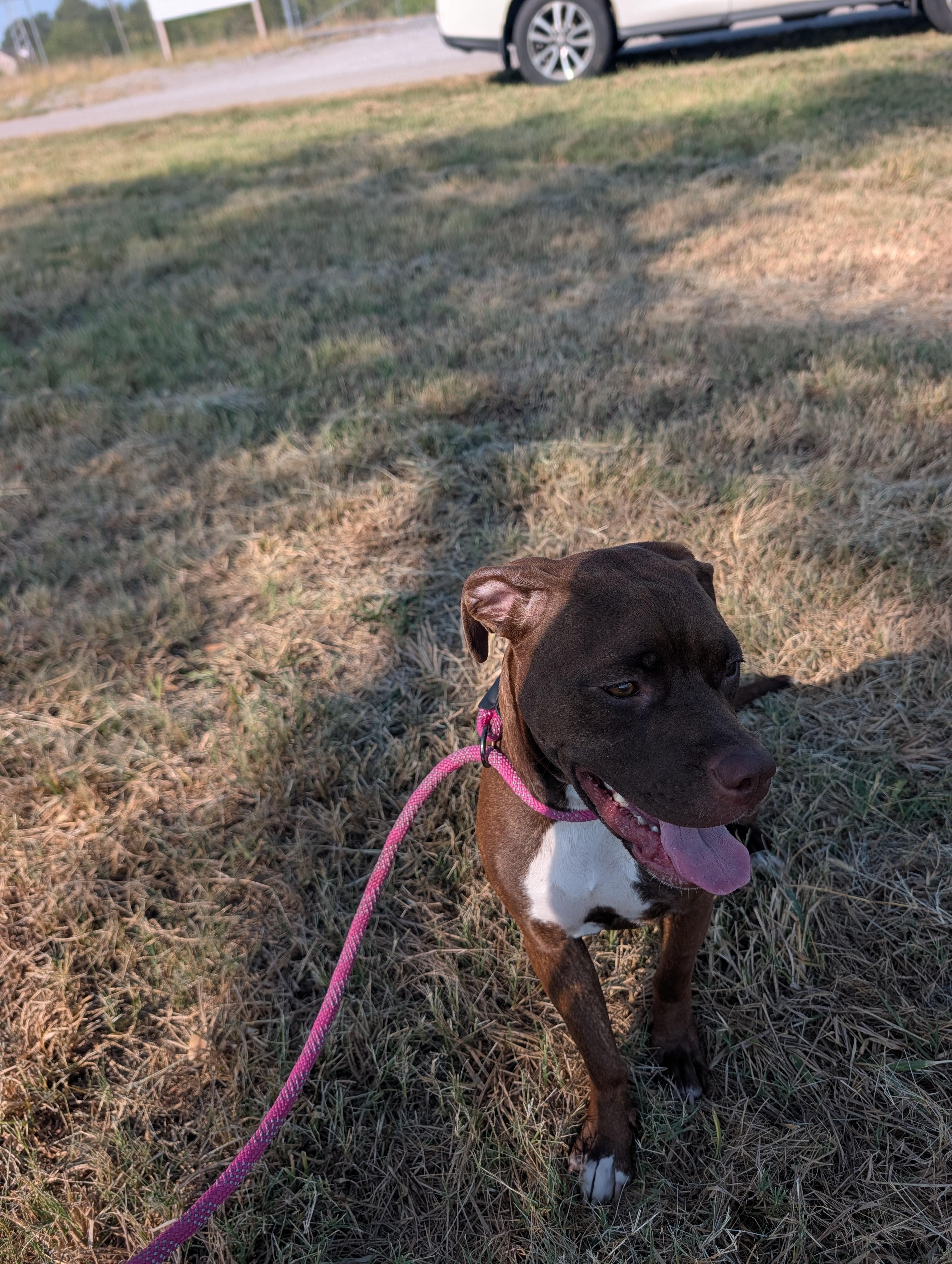 Enlarge Carmel, a Adoptable mixed breed in Lewisburg, TN image 4/4