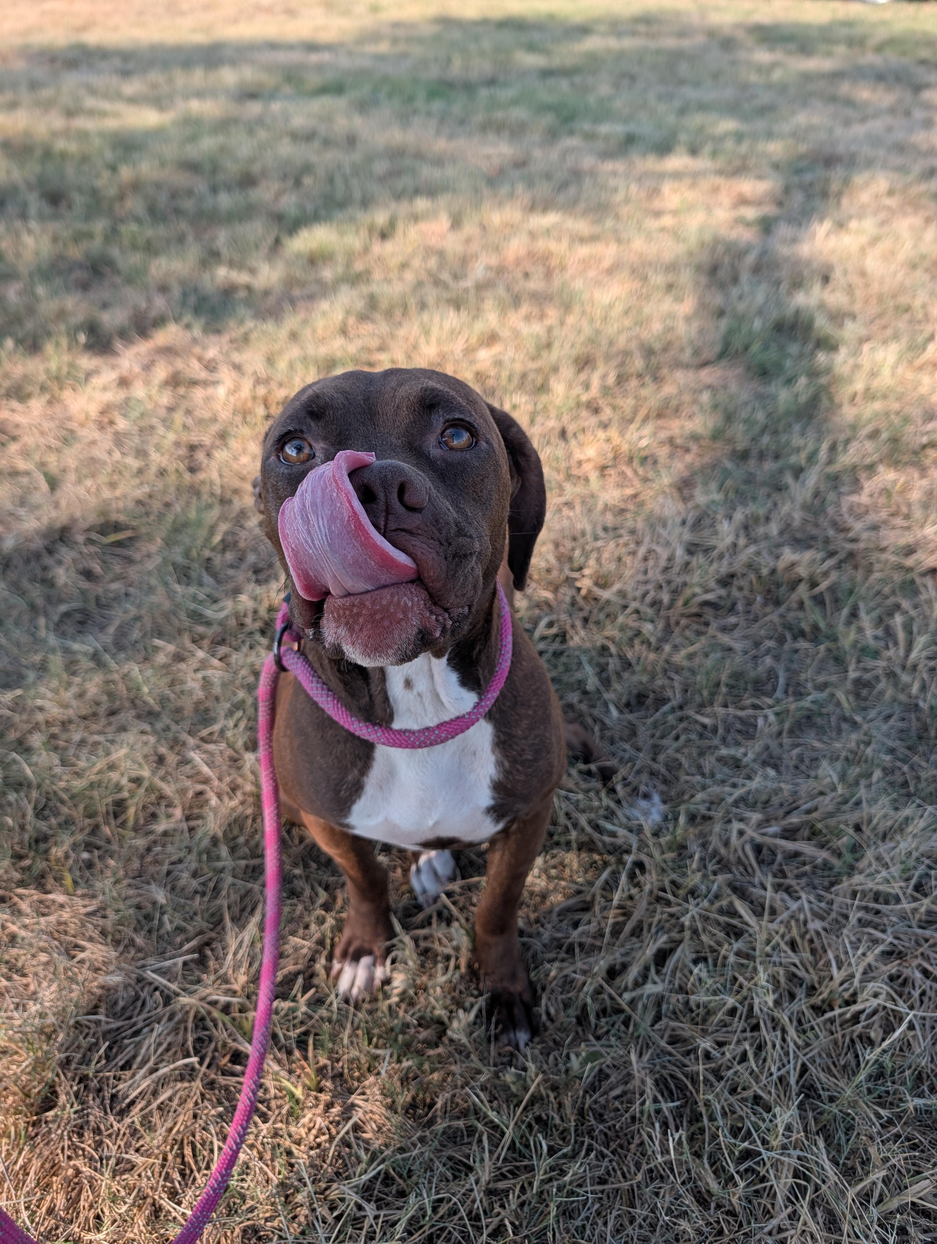 Carmel, Adoptable, Young Female Boxer.