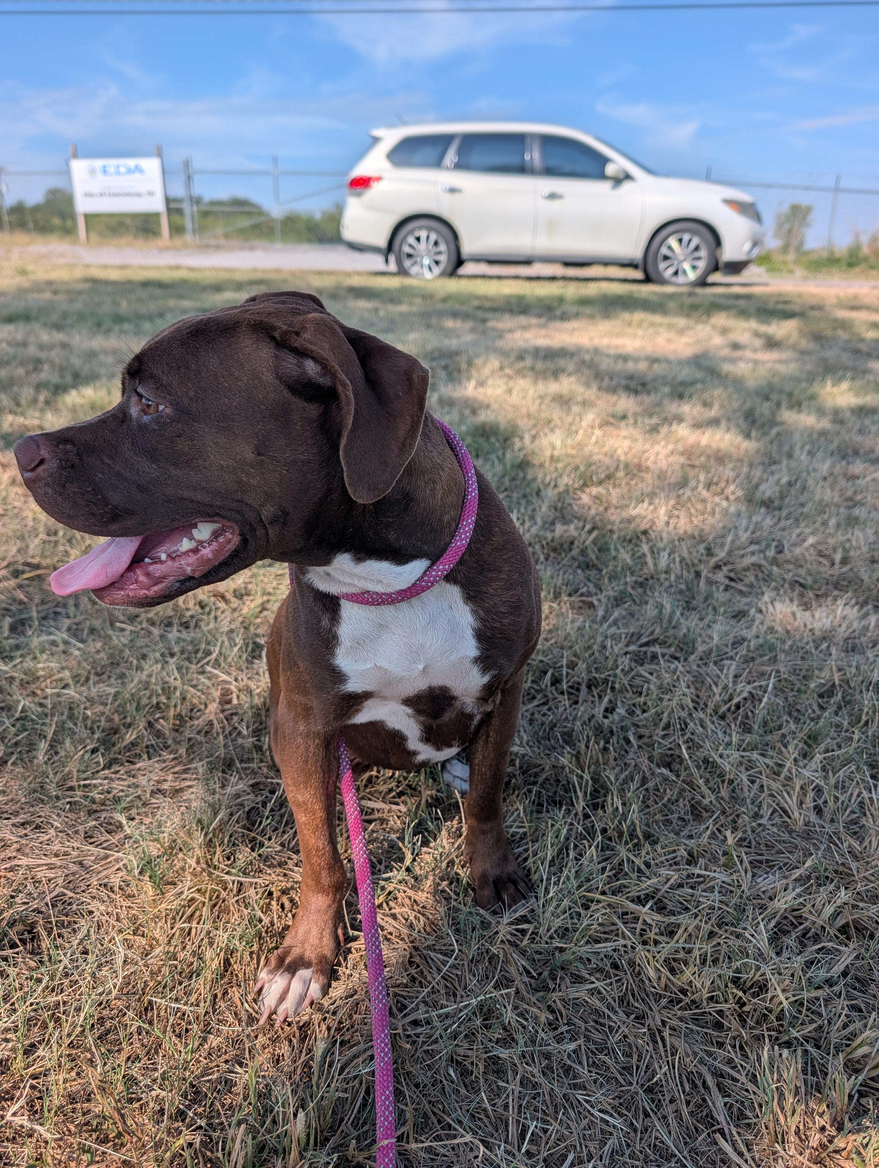 Enlarge Carmel, a Adoptable mixed breed in Lewisburg, TN image 2/4