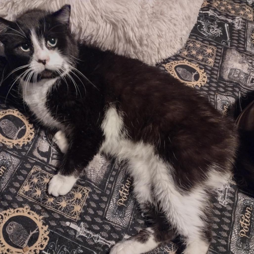 Maximus, Adoptable, Adult Male Domestic Short Hair.