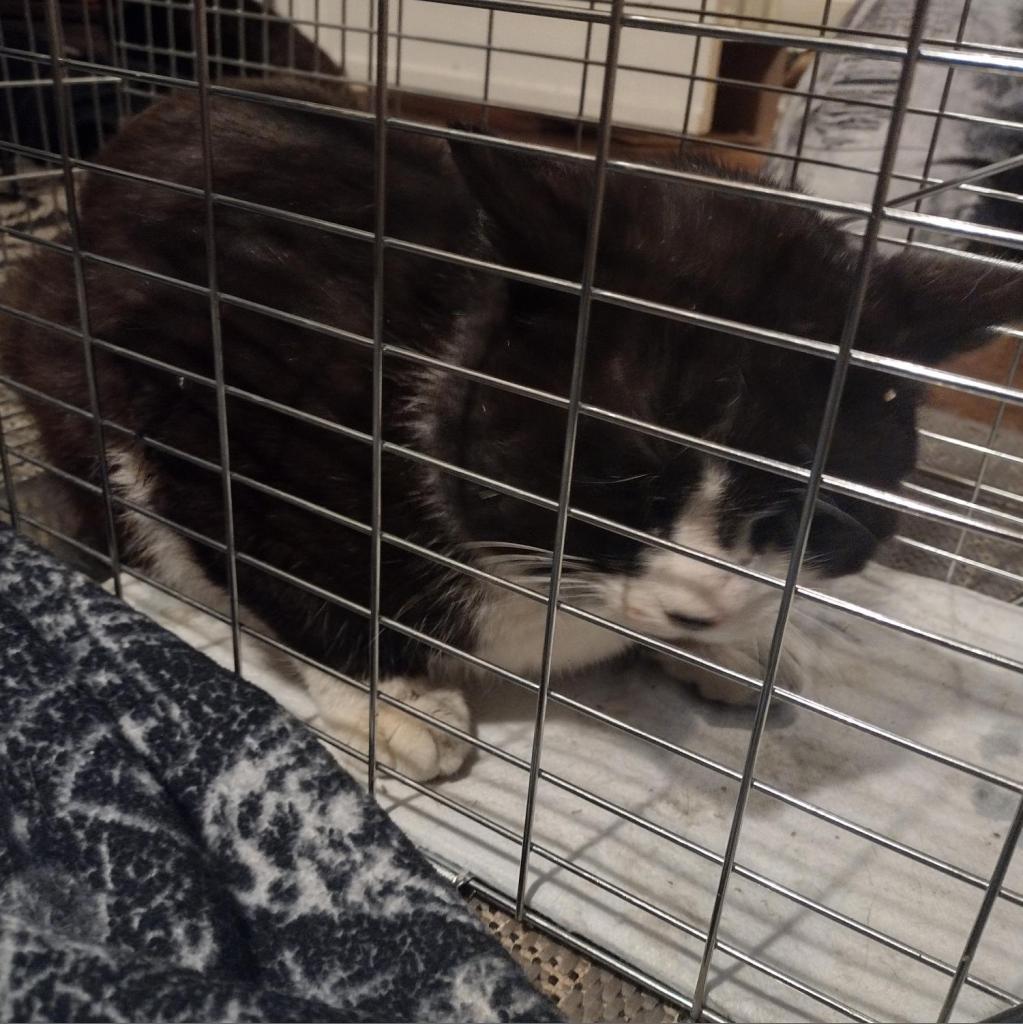 Enlarge Maximus, a Adoptable Domestic Short Hair in Winchester, VA image 2/4