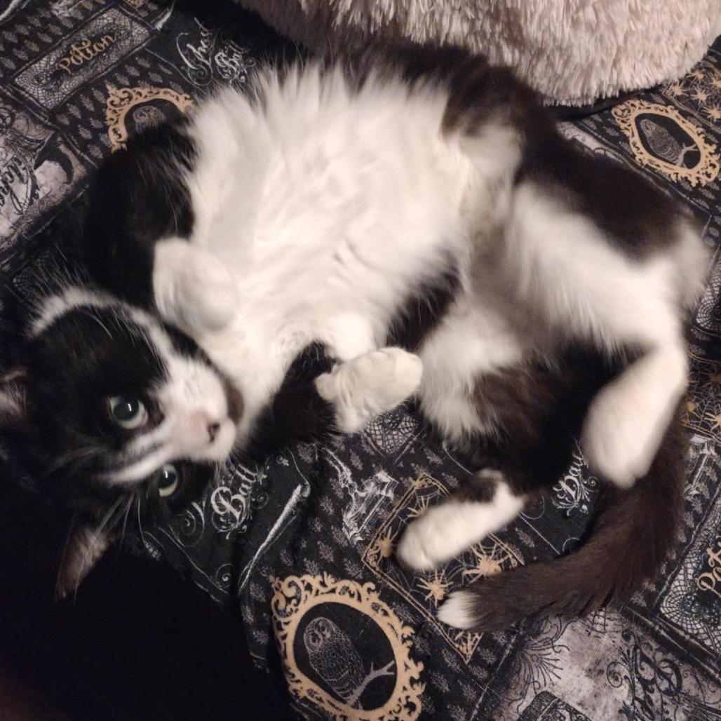 Enlarge Maximus, a Adoptable Domestic Short Hair in Winchester, VA image 3/4