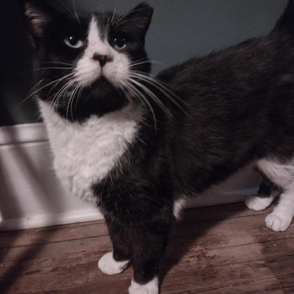 Enlarge Maximus, a Adoptable Domestic Short Hair in Winchester, VA image 4/4