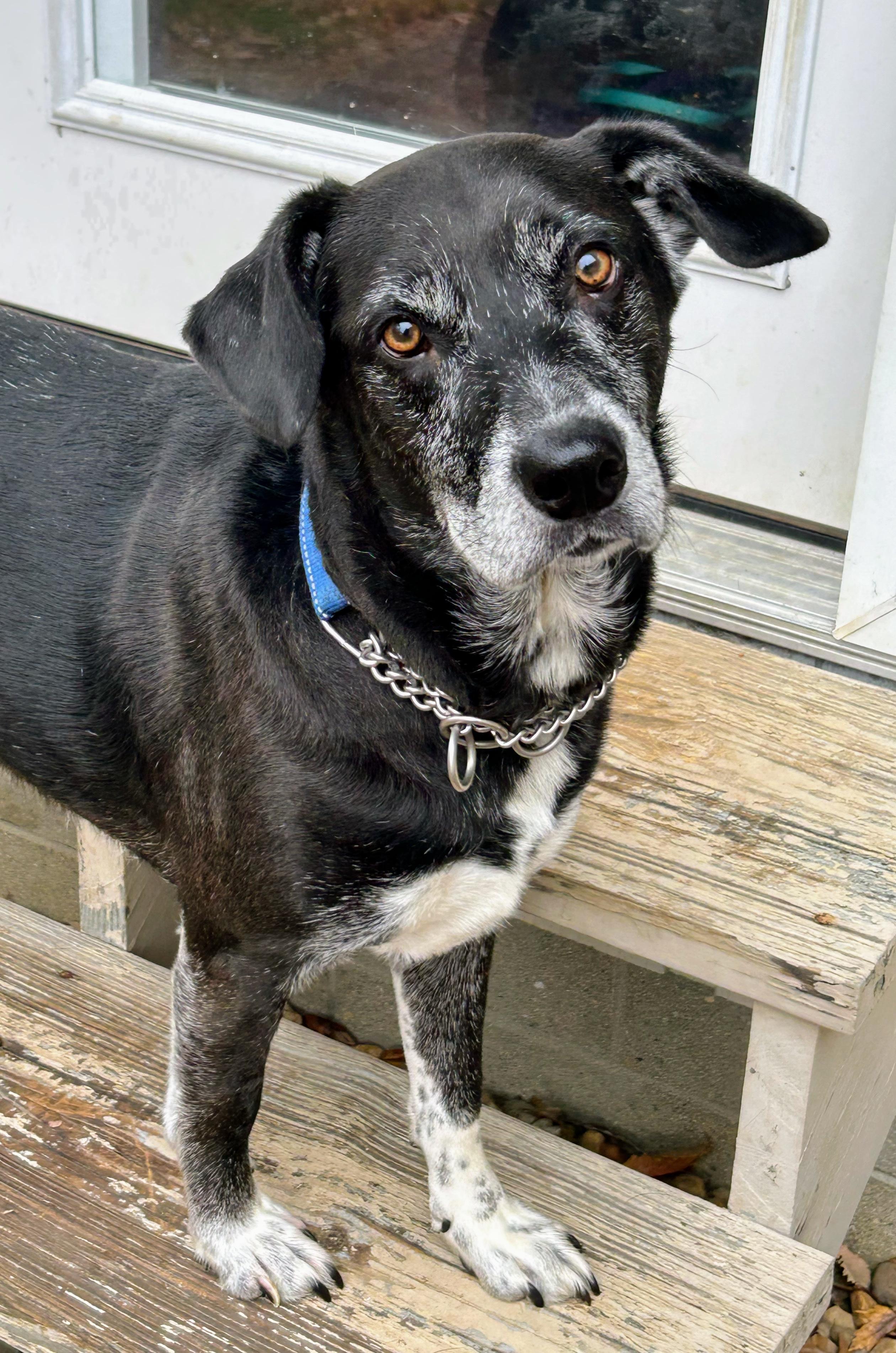 Enlarge BISHOP  **CUTE OLD MAN**, a Adoptable mixed breed in Louisville, KY image 3/4