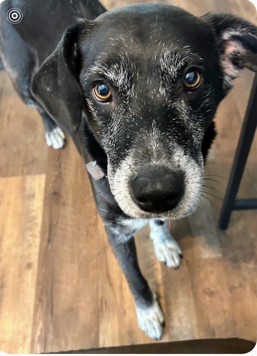 Enlarge BISHOP  **CUTE OLD MAN**, a Adoptable mixed breed in Louisville, KY image 4/4