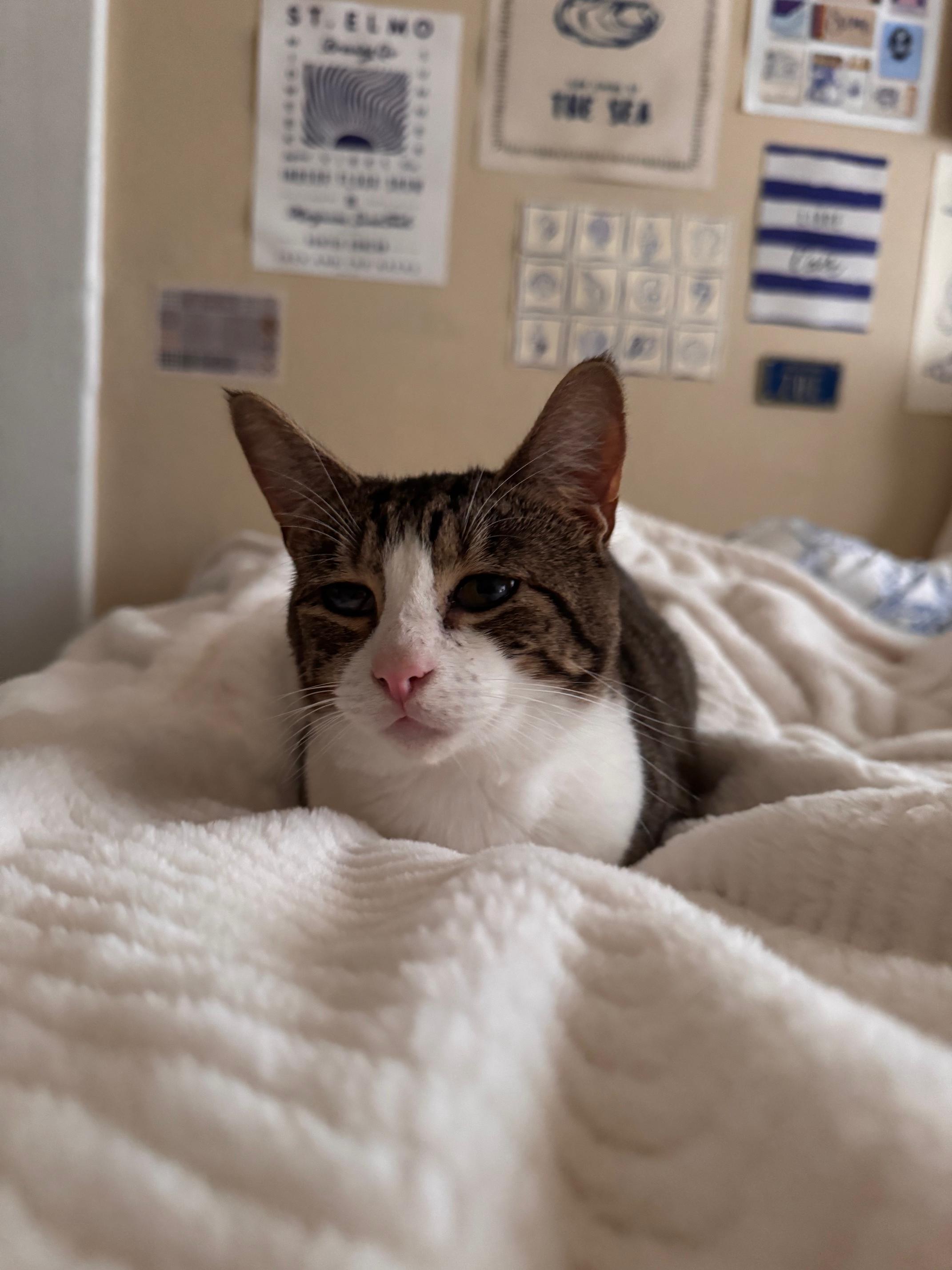 Franklin And Nashville  thumbnail 3