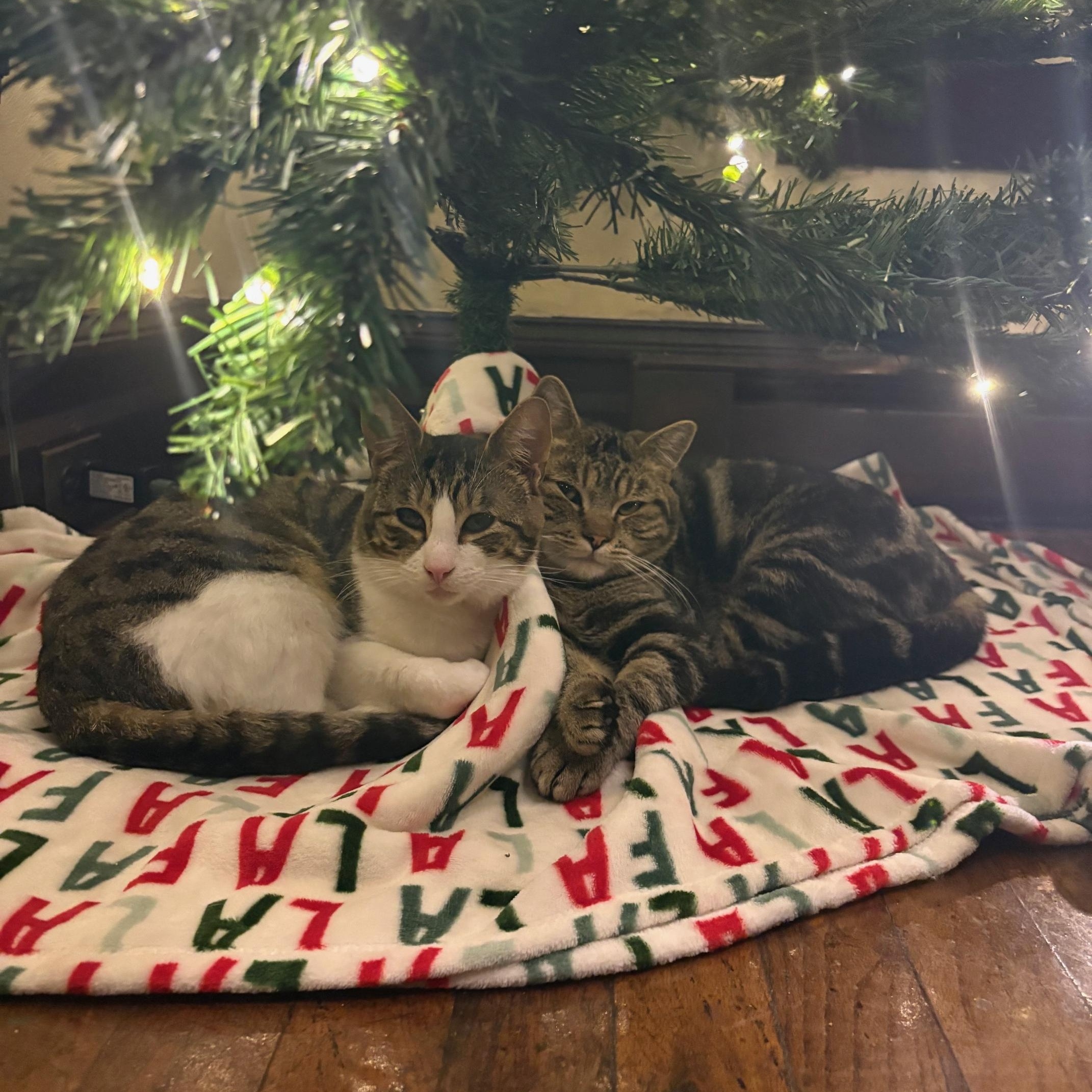 Franklin And Nashville  thumbnail 4