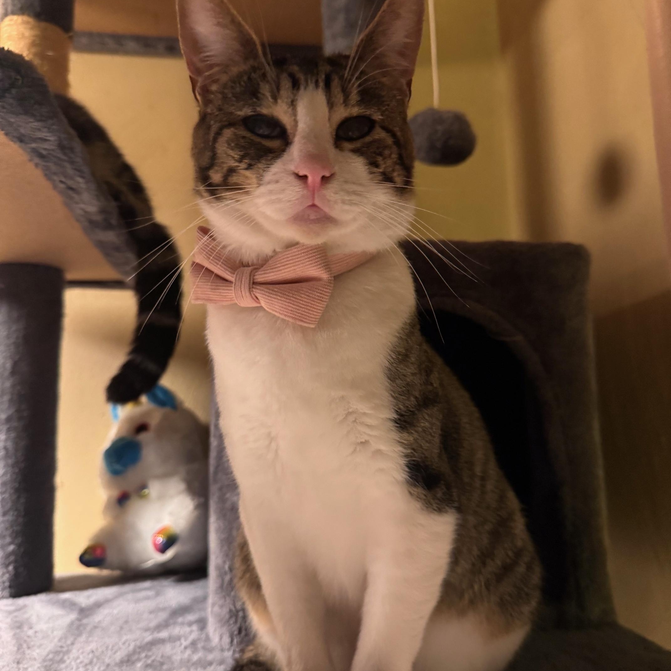 Franklin And Nashville  thumbnail 6