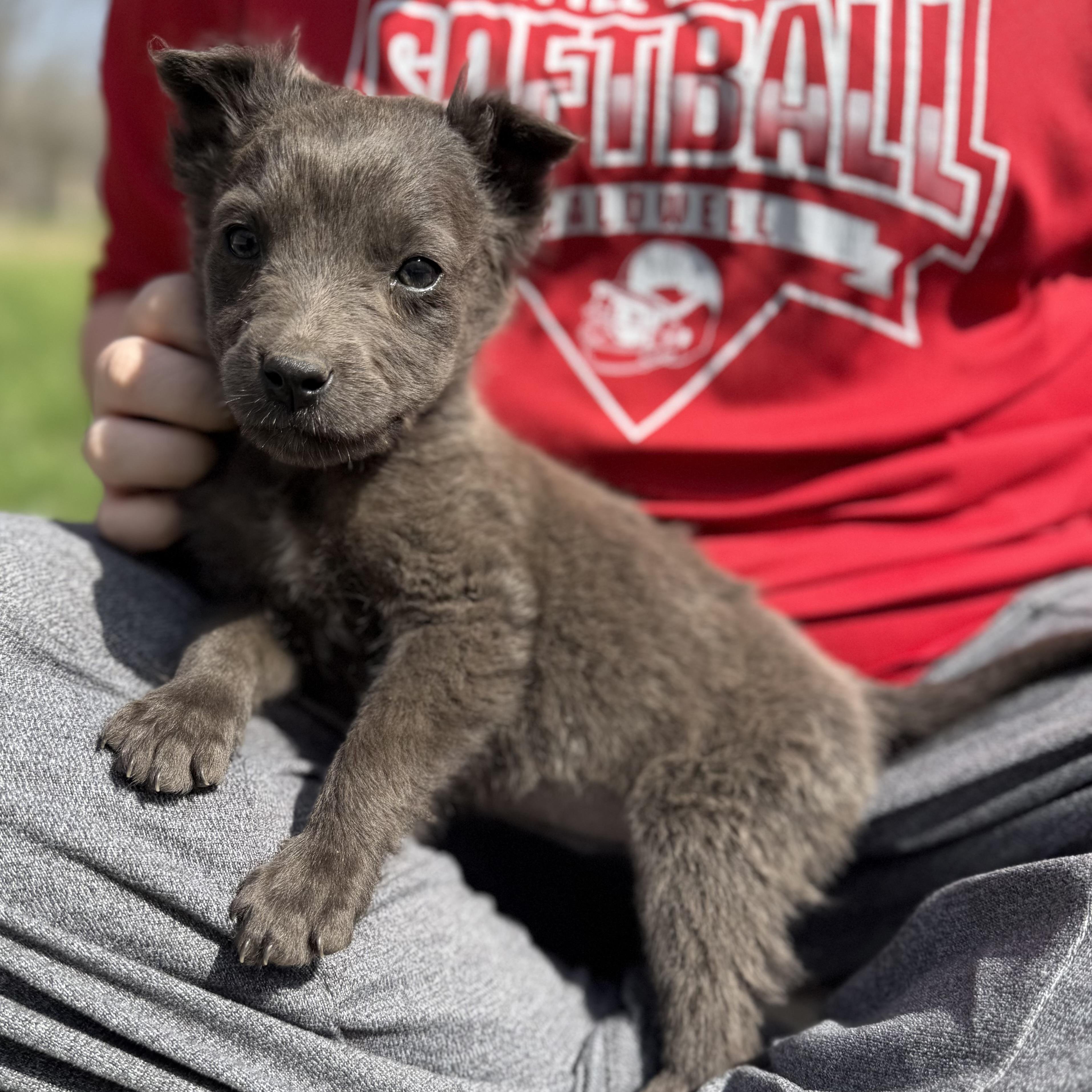 Pisces — thumbnail 6