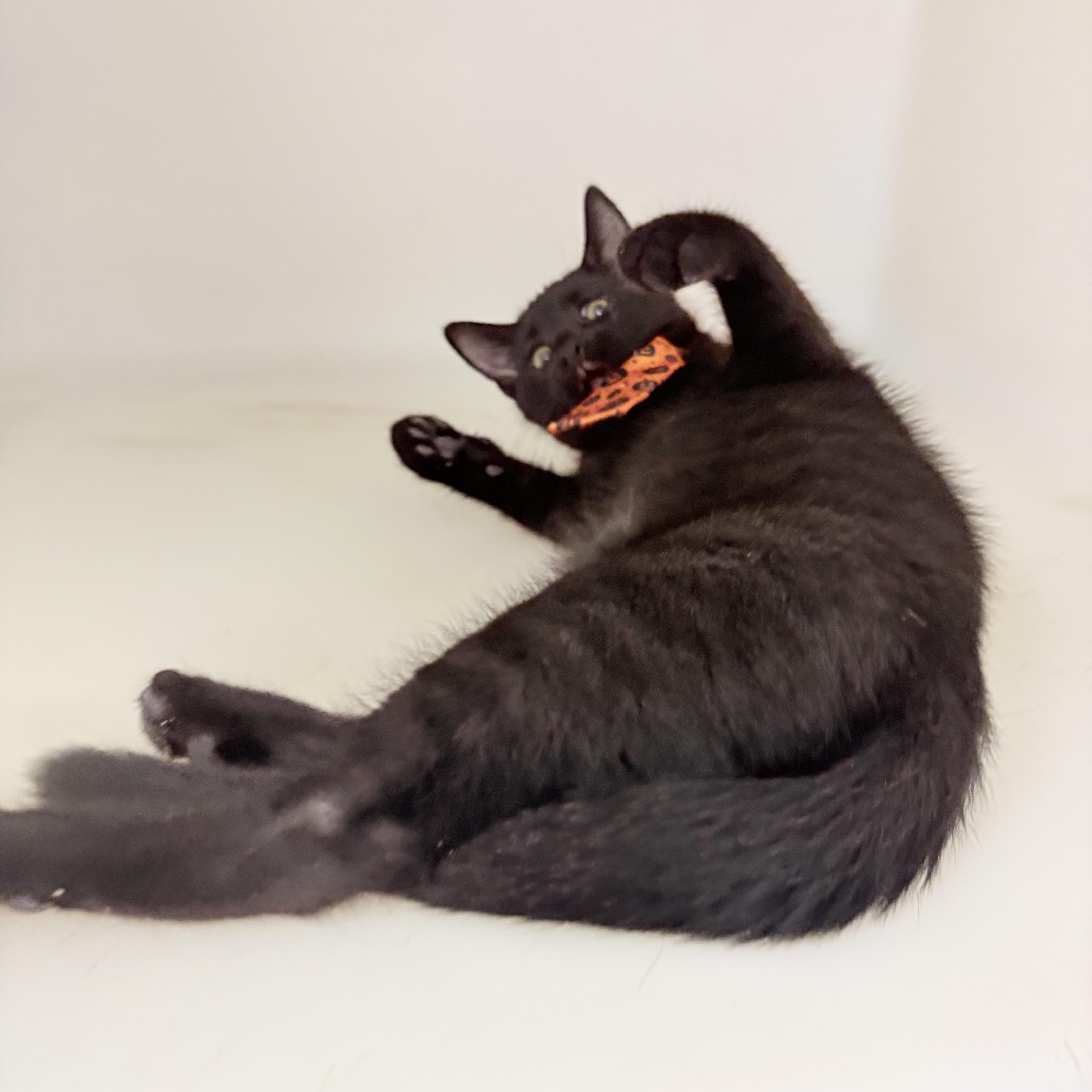 Enlarge Yin, a Adopted mixed breed in Charles City, IA image 4/5