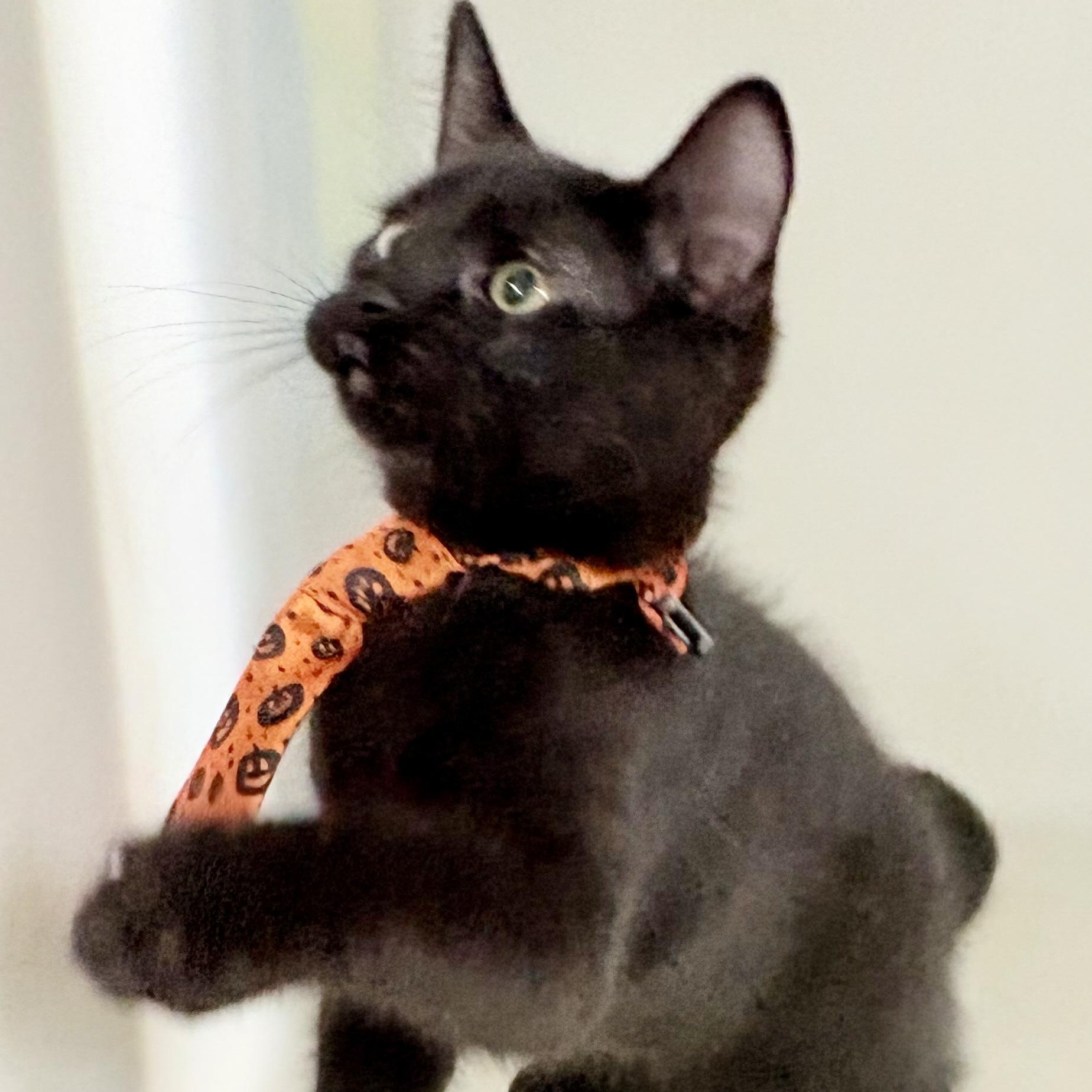 Enlarge Yin, a Adopted mixed breed in Charles City, IA image 2/5