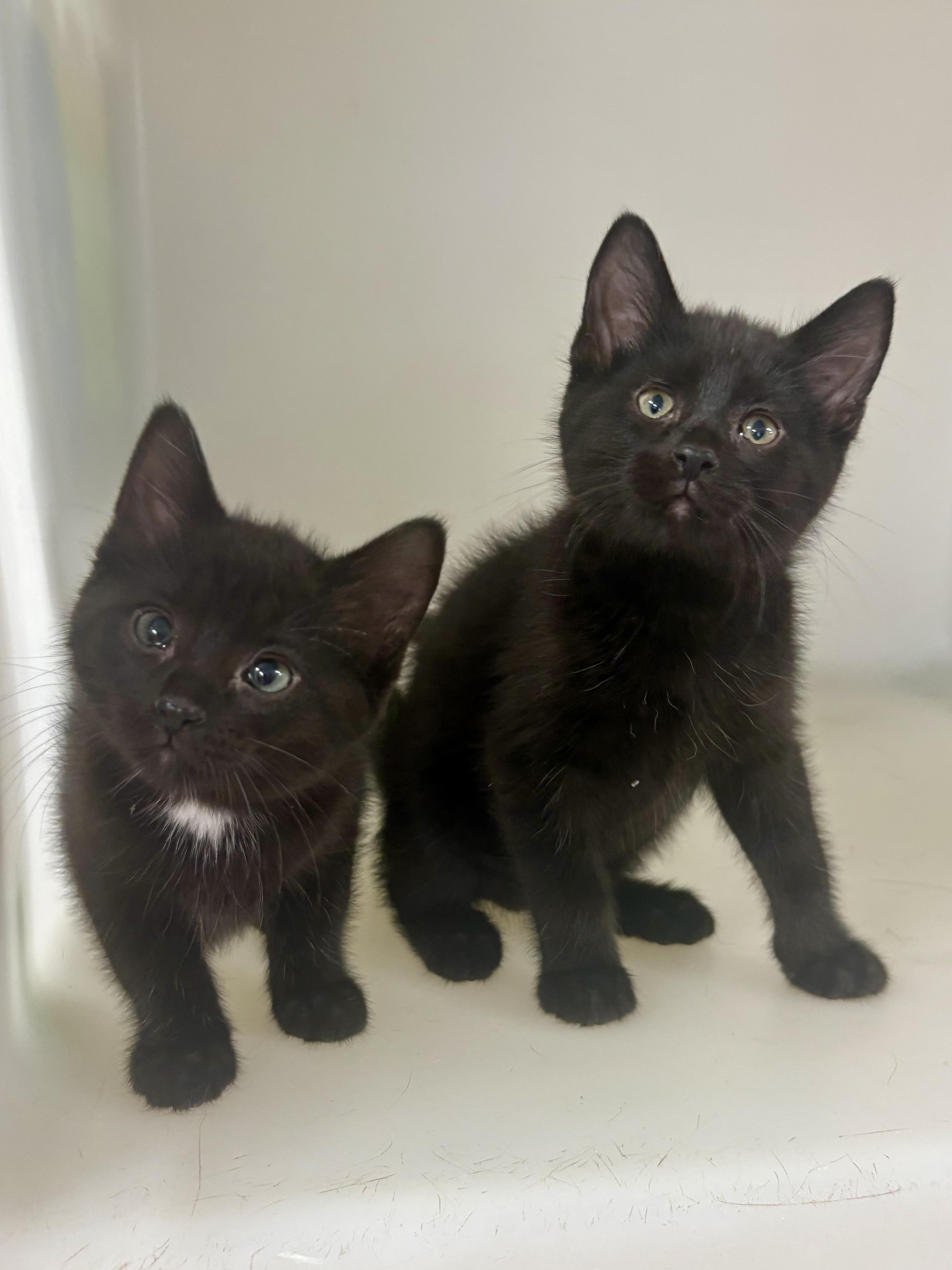 Enlarge Yin, a Adopted mixed breed in Charles City, IA image 5/5