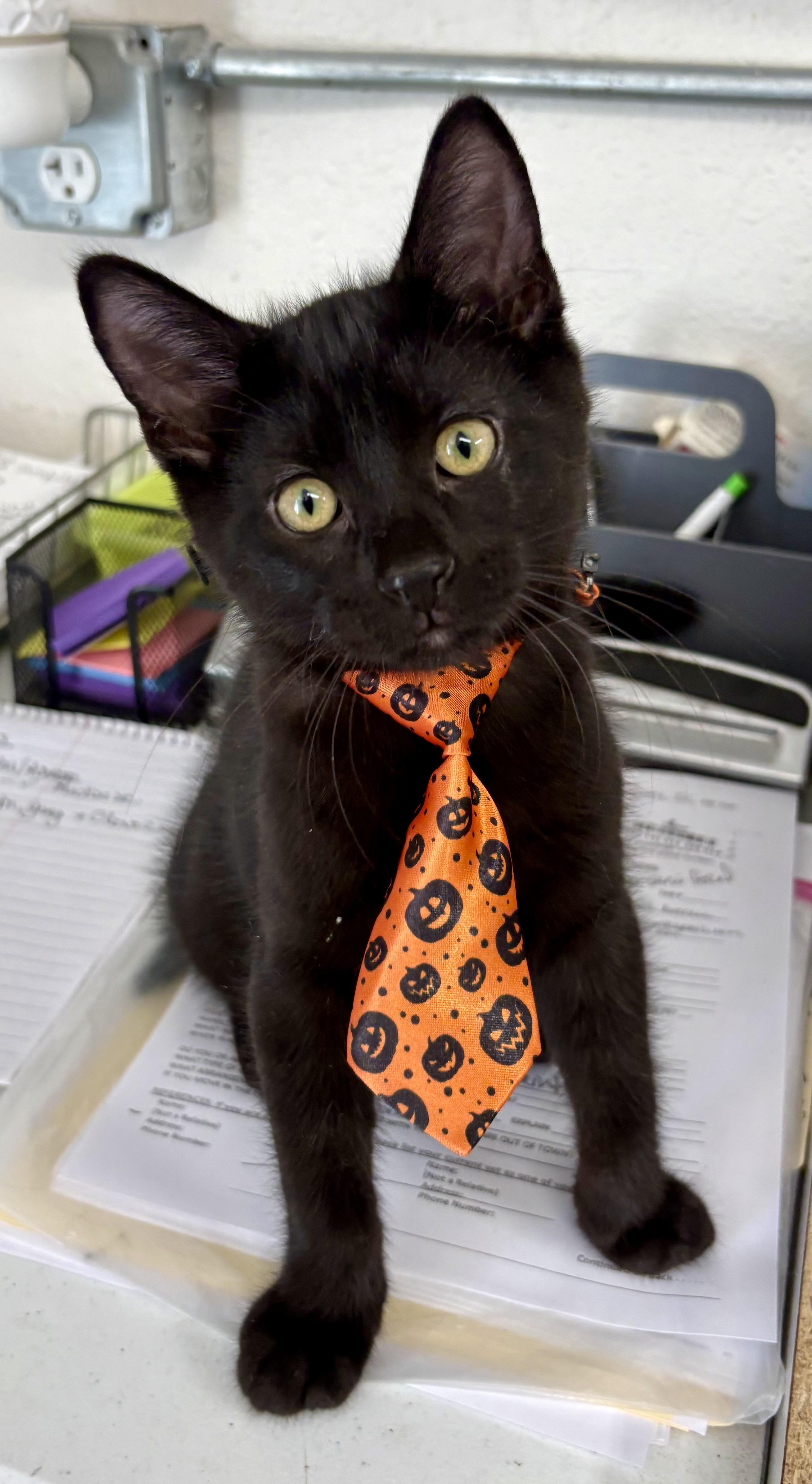 Enlarge Yin, a Adopted mixed breed in Charles City, IA image 1/5