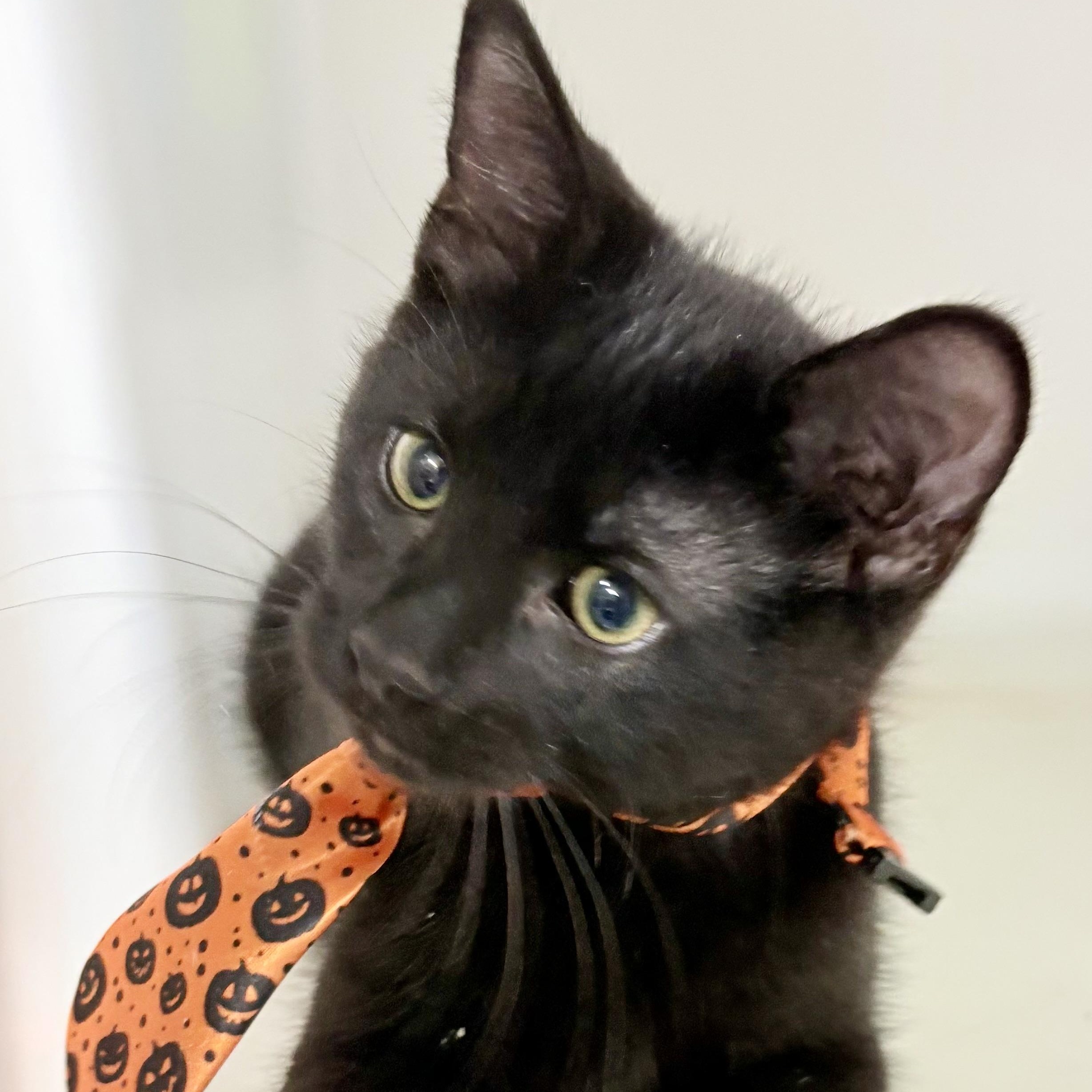 Enlarge Yin, a Adopted mixed breed in Charles City, IA image 3/5