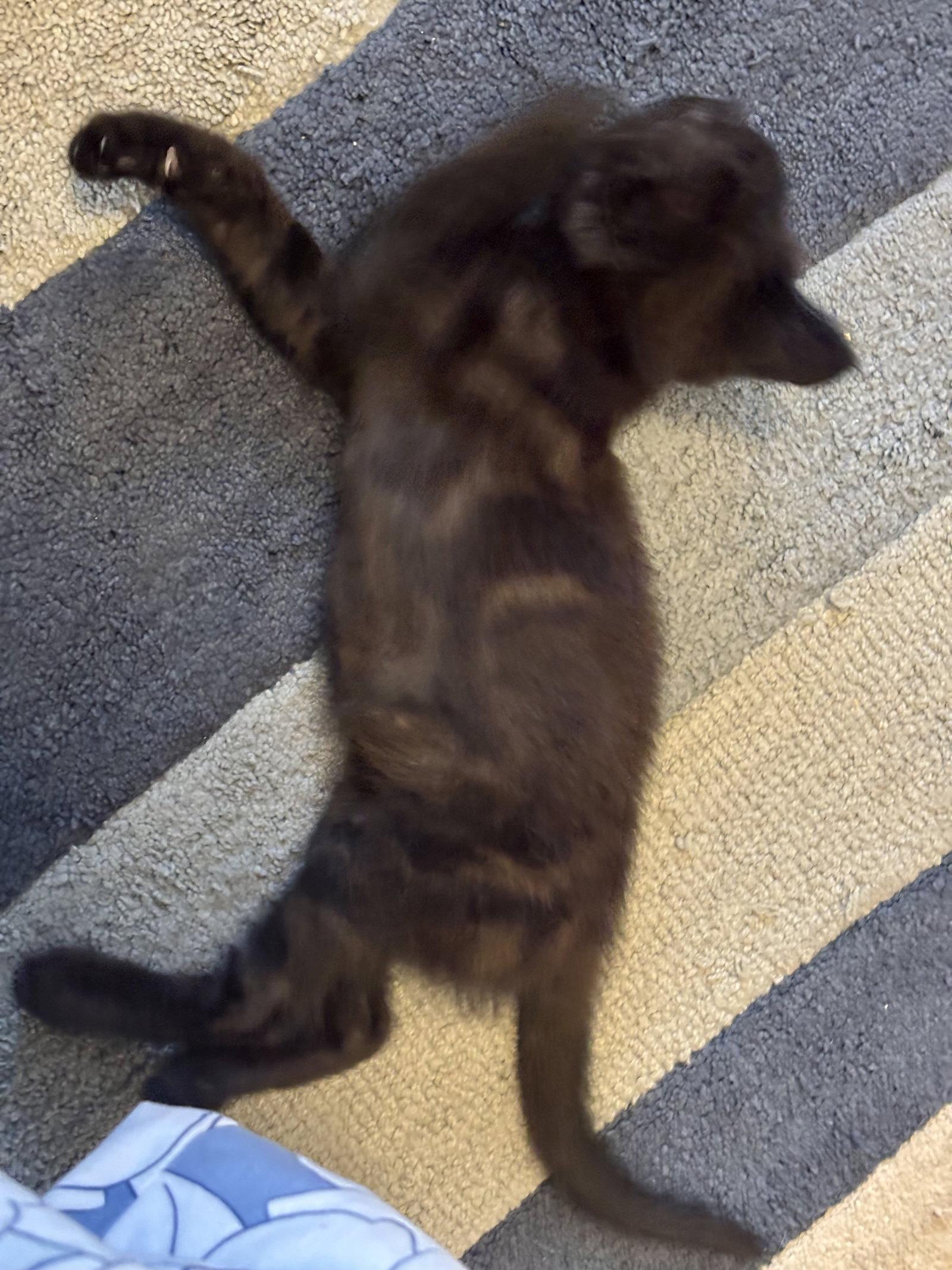 Moire, Adoptable, Kitten Female Tabby & Bombay.