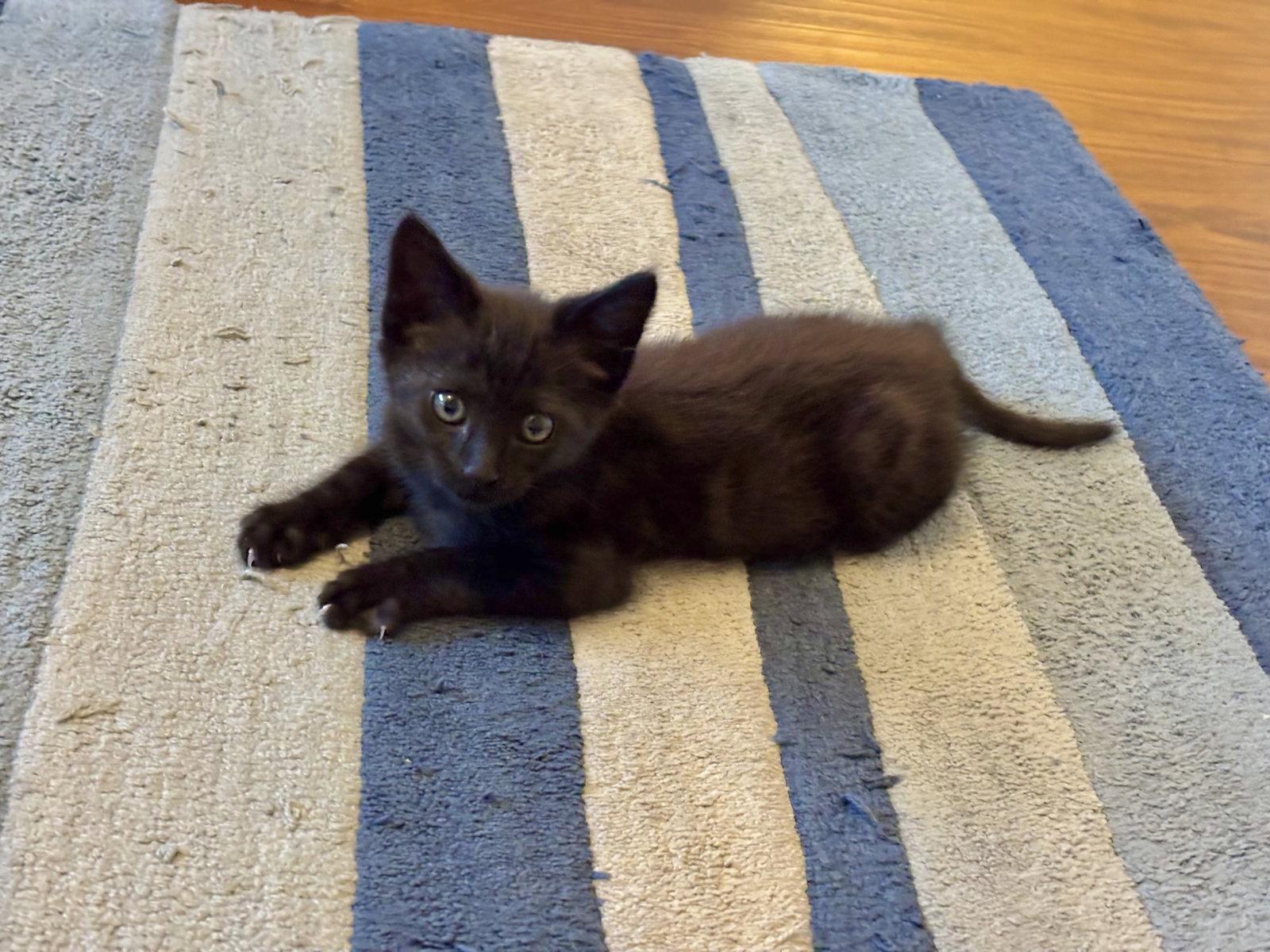 Moire, a Adoptable mixed breed in Laguna Niguel, CA image 2/3