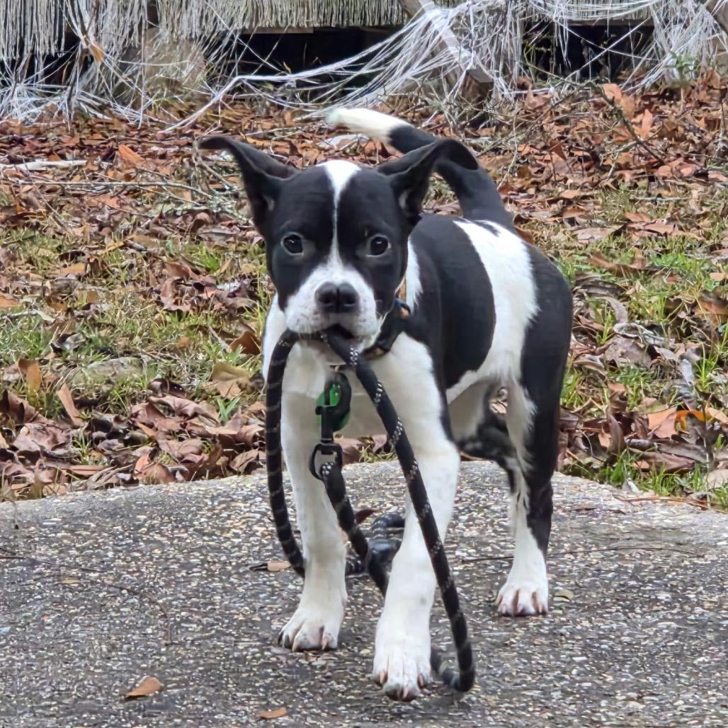 Daisy Sue — thumbnail 2