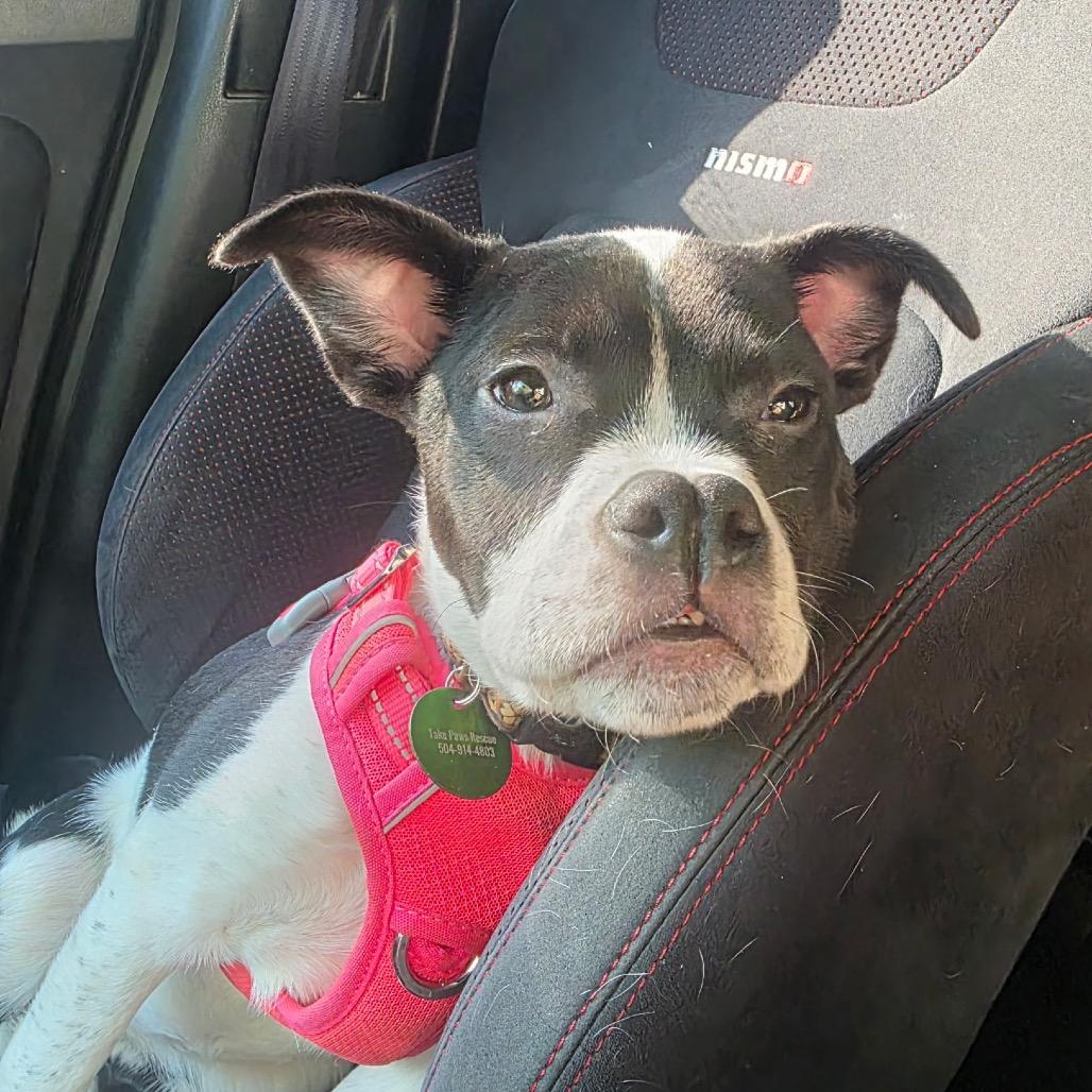 Daisy Sue — thumbnail 3