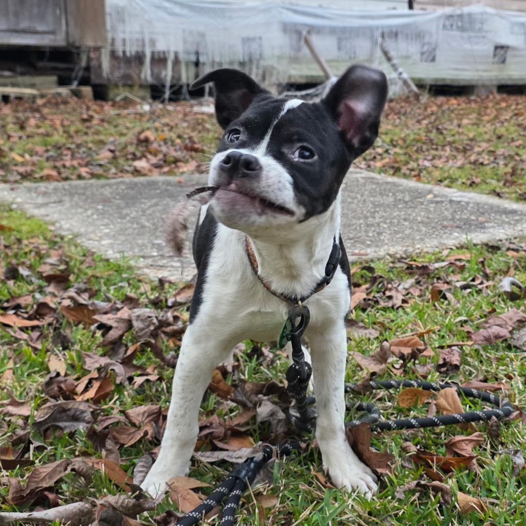 Daisy Sue — thumbnail 4