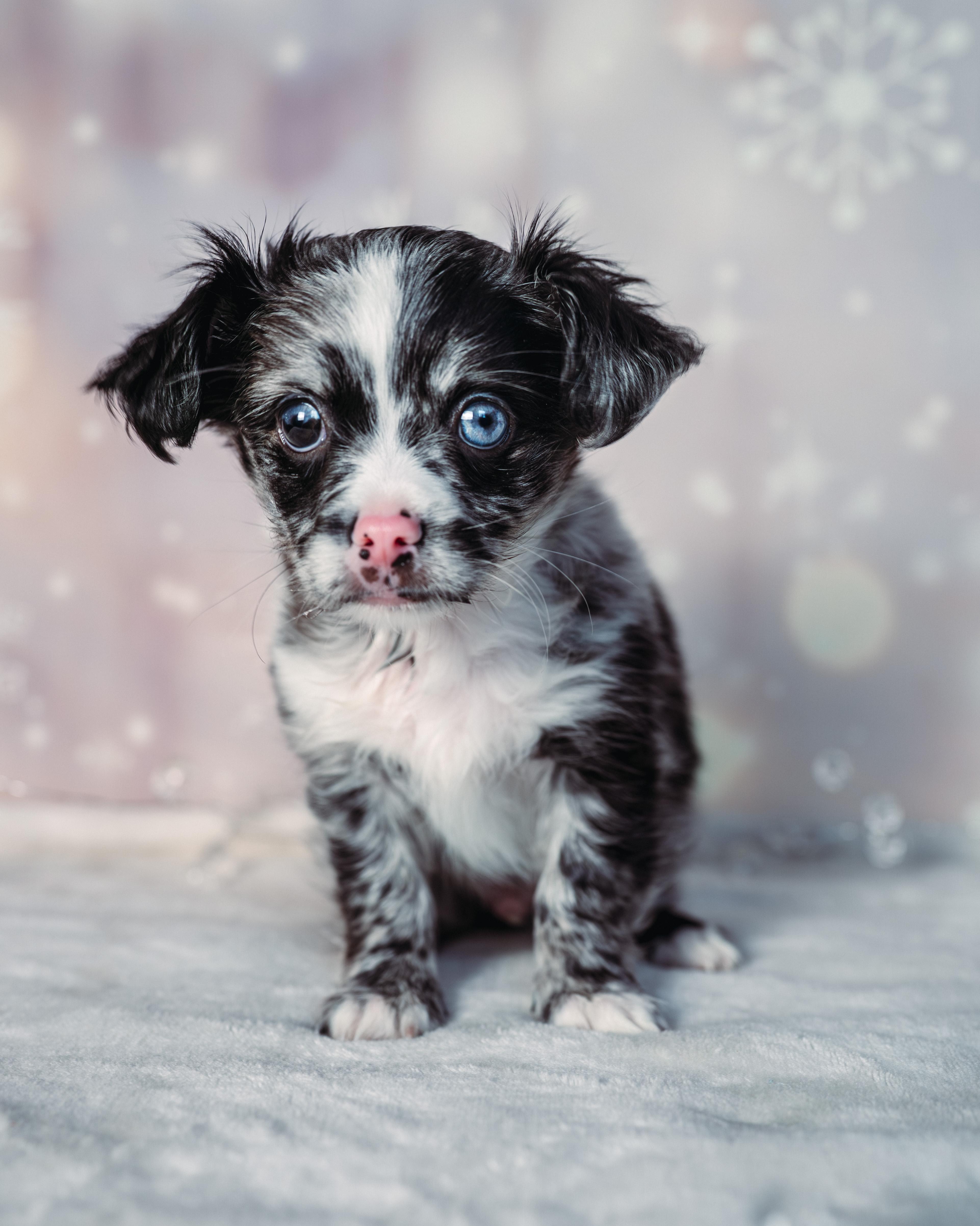 Enlarge Prince , an adopted mixed breed in Avon, CT image 4/6