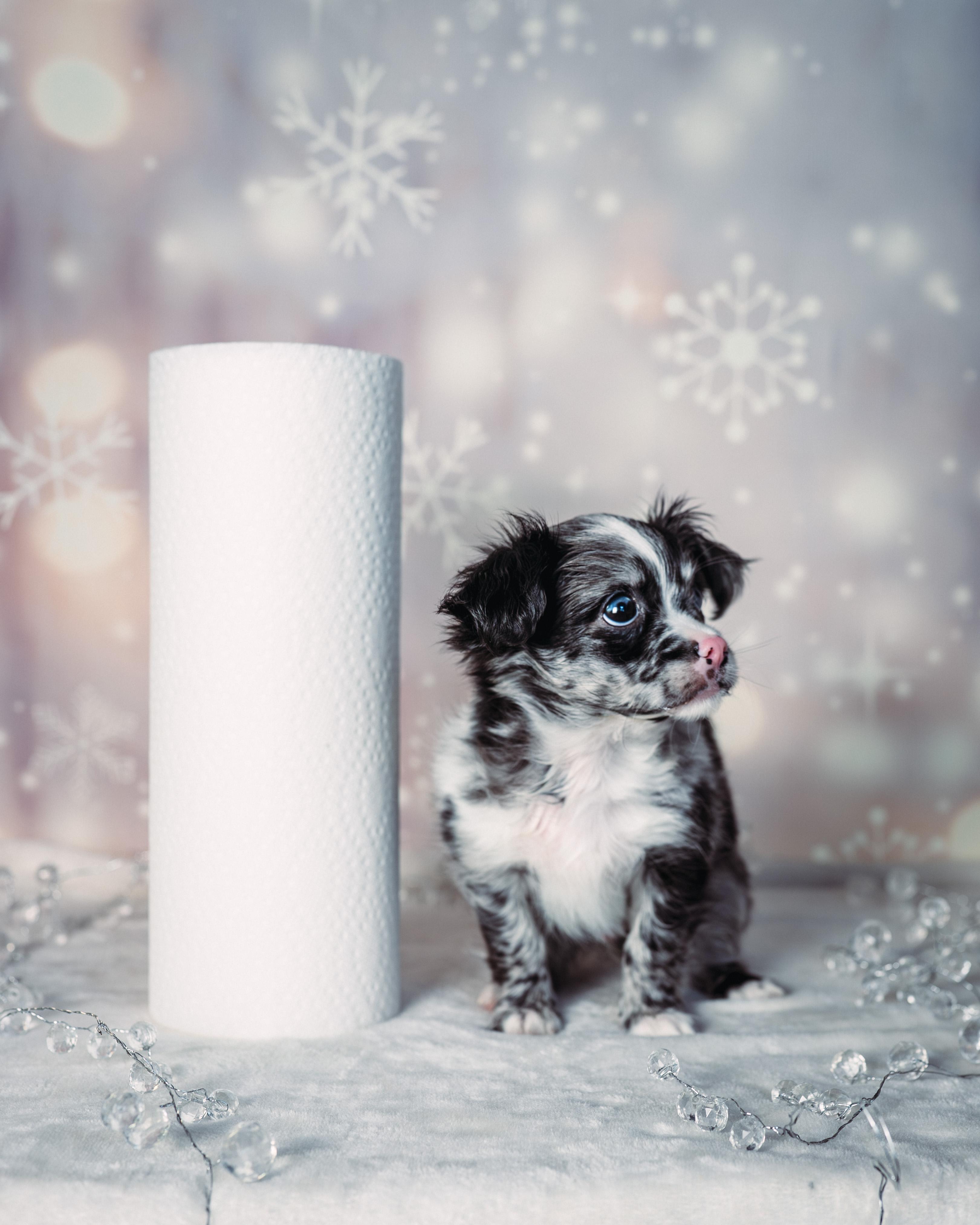 Enlarge Prince , an adopted mixed breed in Avon, CT image 3/6