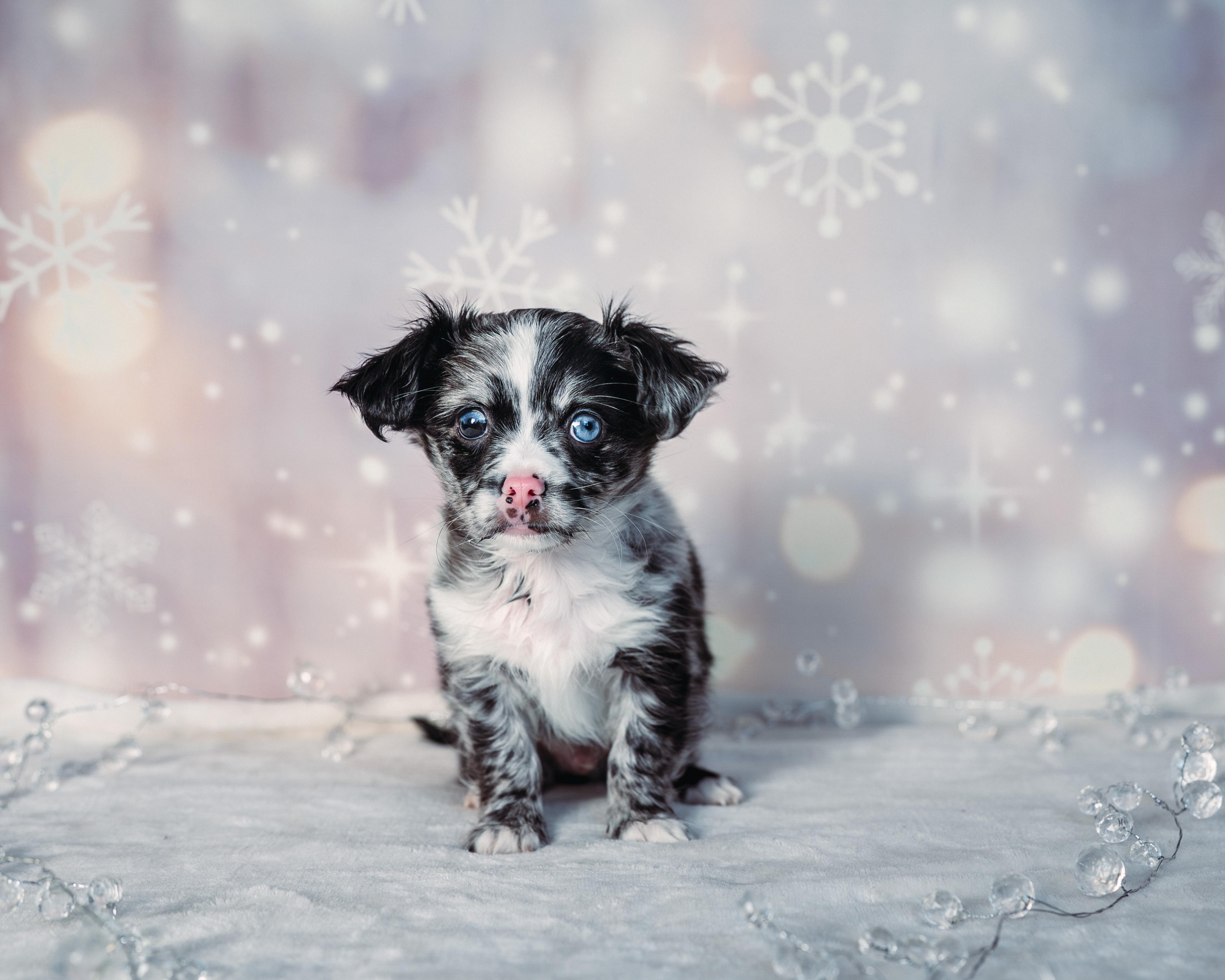 Enlarge Prince , an adopted mixed breed in Avon, CT image 2/6