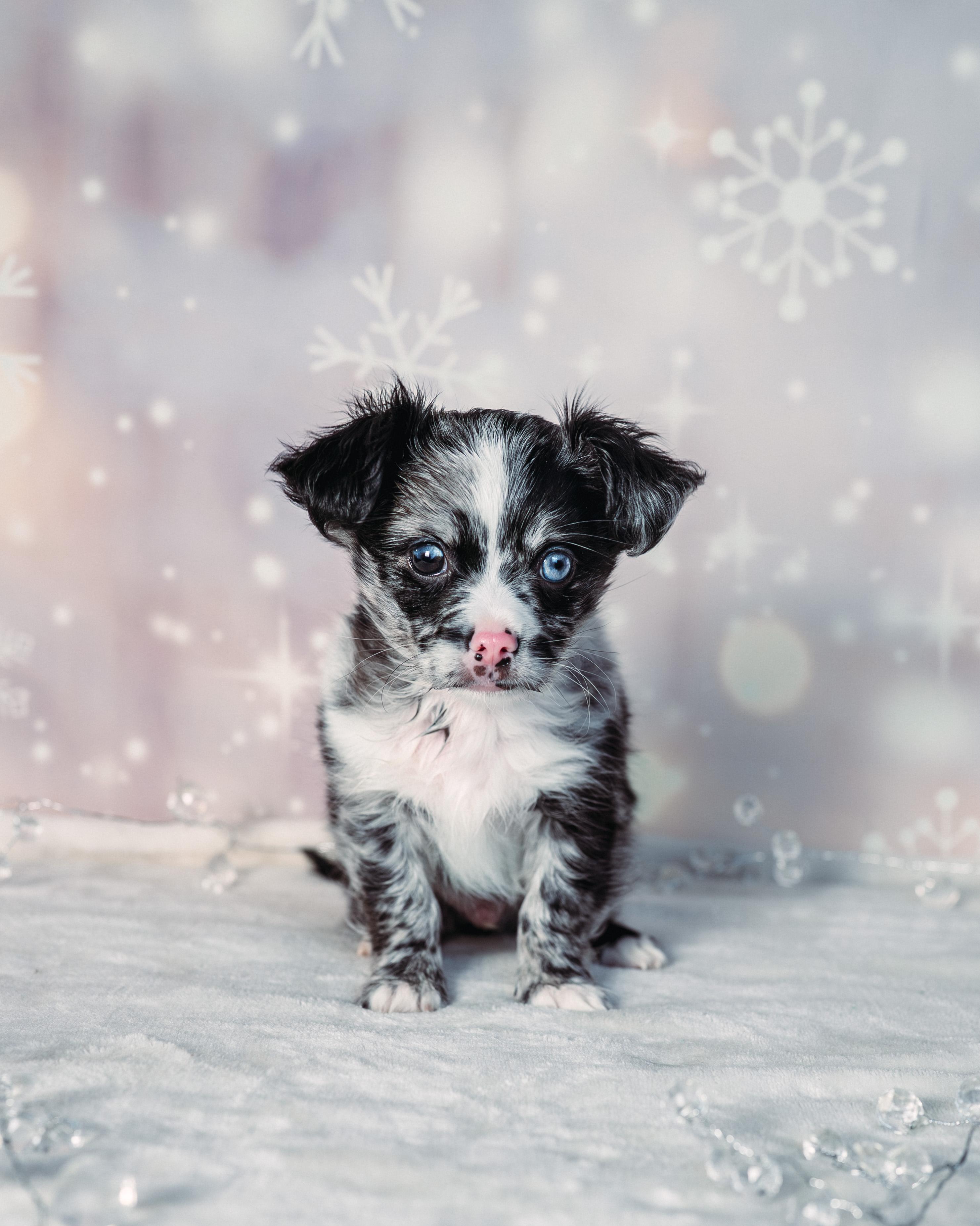 Enlarge Prince , an adopted mixed breed in Avon, CT image 5/6