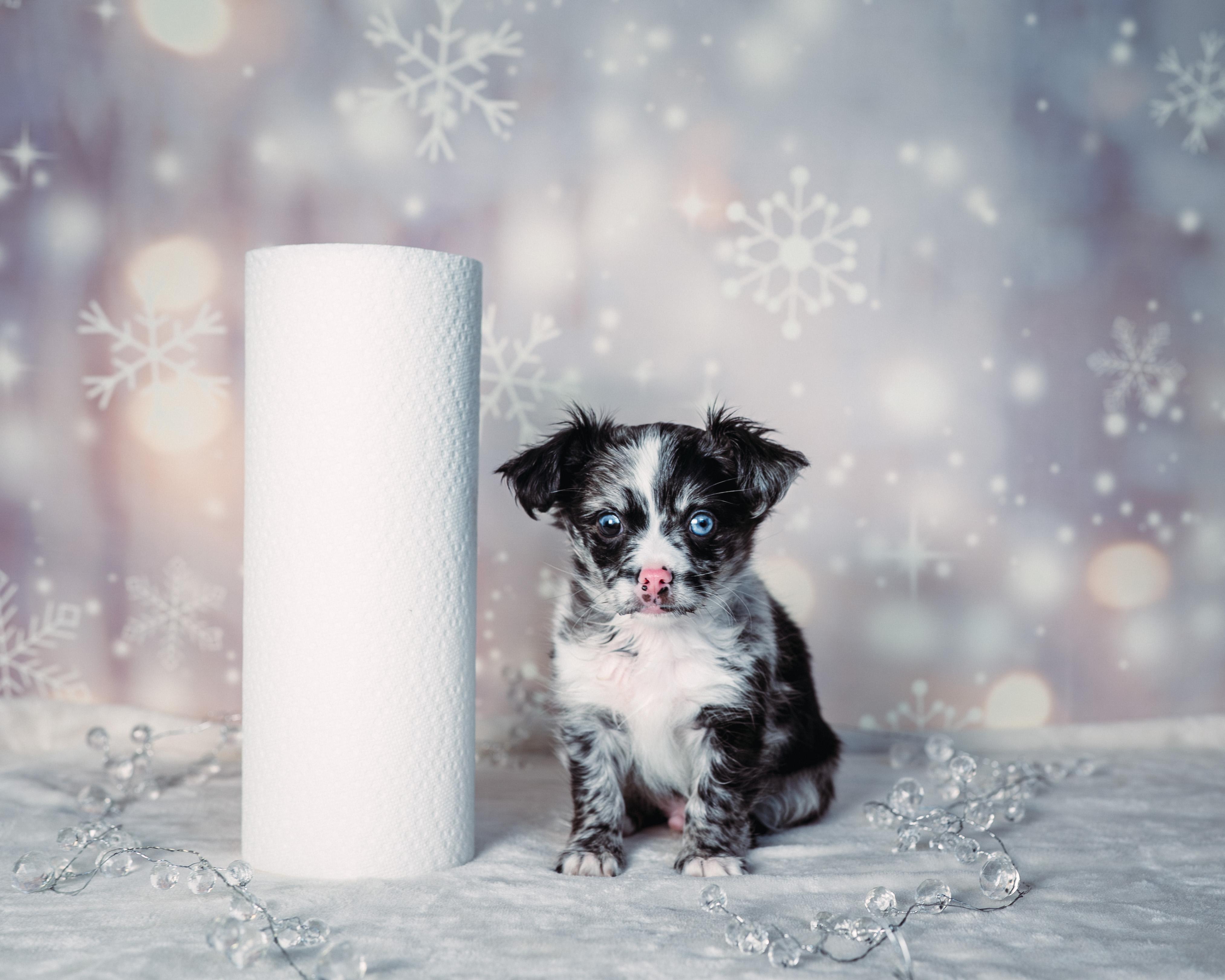 Prince , adopted, Puppy Male Chihuahua & Maltese.