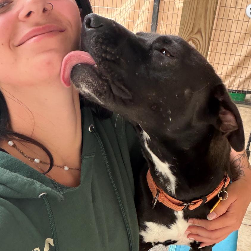 Josie, Adoptable, Adult Female Black Labrador Retriever & American Staffordshire Terrier.