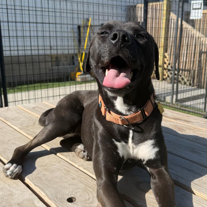 Enlarge Josie, a Adoptable mixed breed in Coralville, IA image 2/3