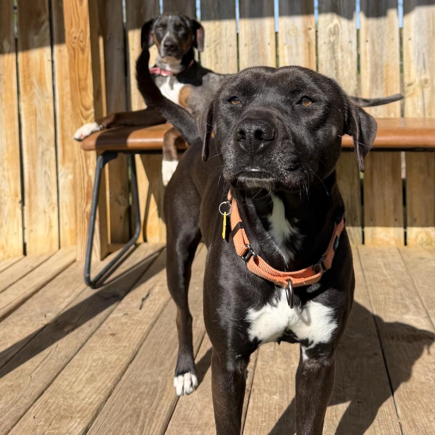 Enlarge Josie, a Adoptable mixed breed in Coralville, IA image 3/3