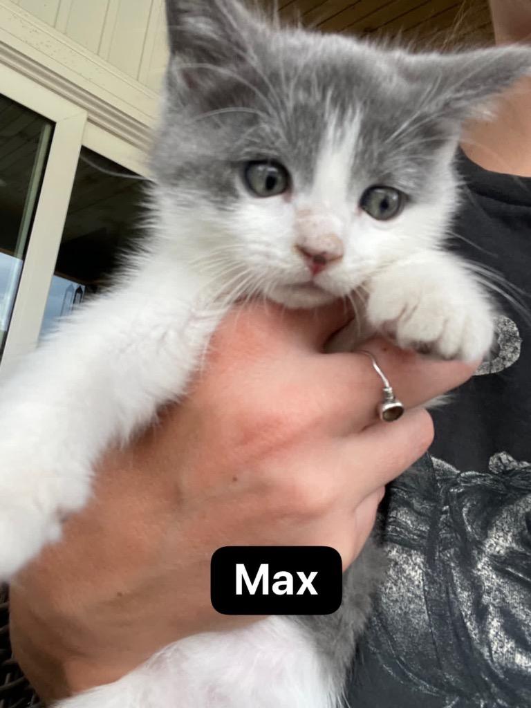 Enlarge Maximus, a Adoptable mixed breed in Johnson City, TN image 2/6