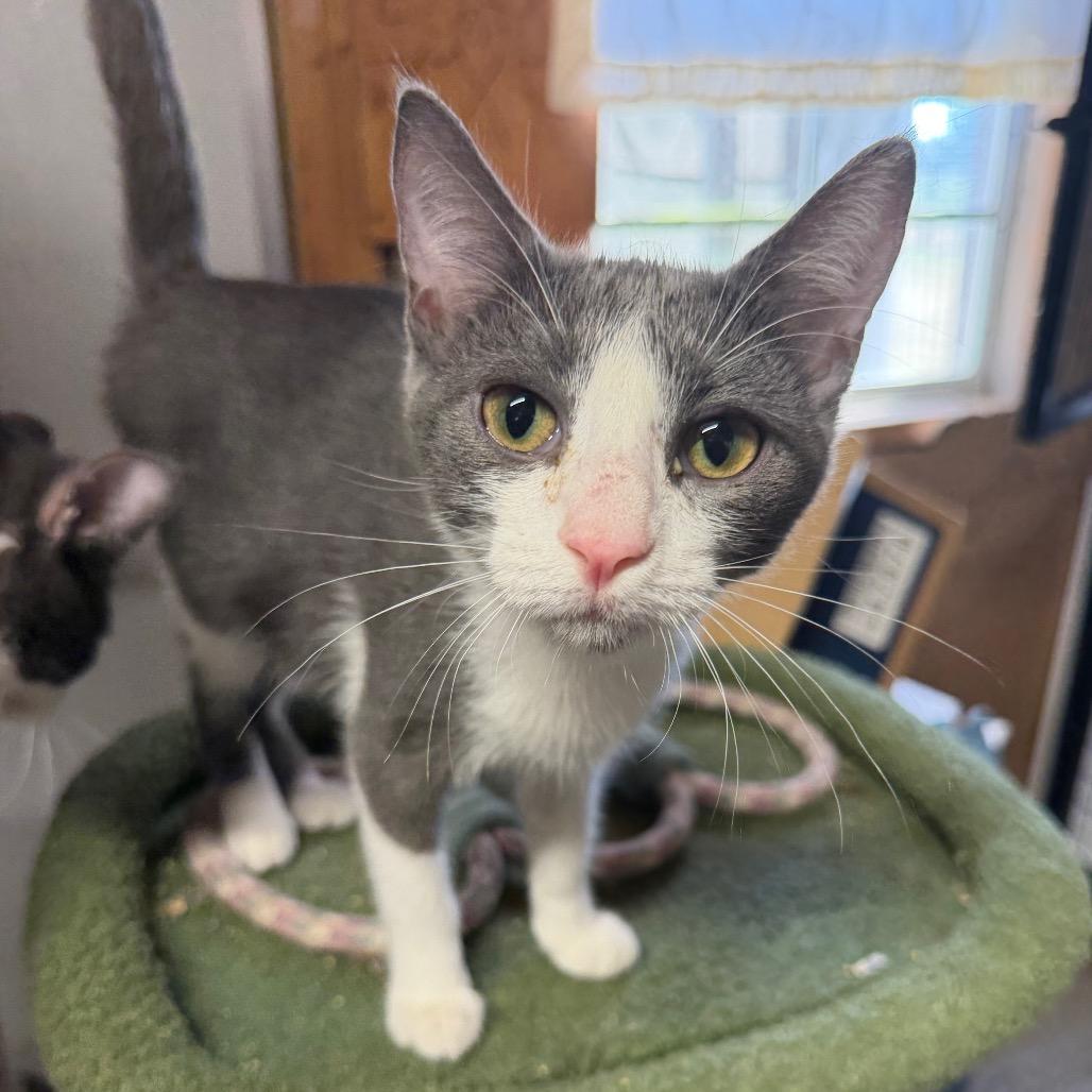Enlarge Monkey See, a Adoptable American Shorthair in mount vernon, AR image 1/1
