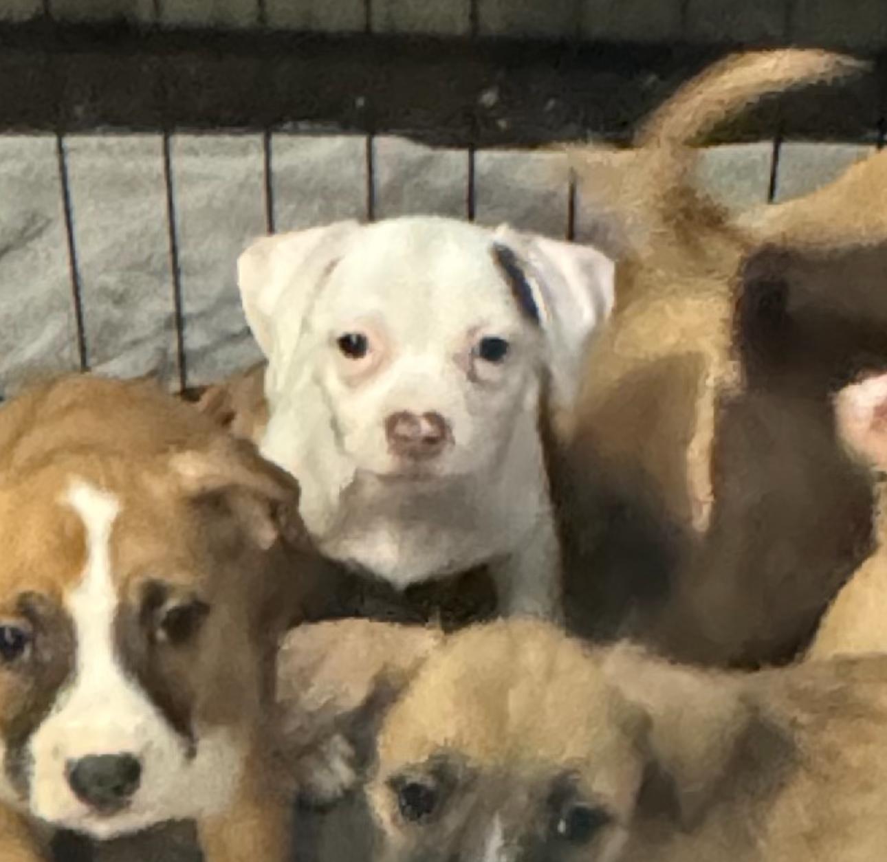 Lazy Daisy, Adoptable, Puppy Female Chihuahua.